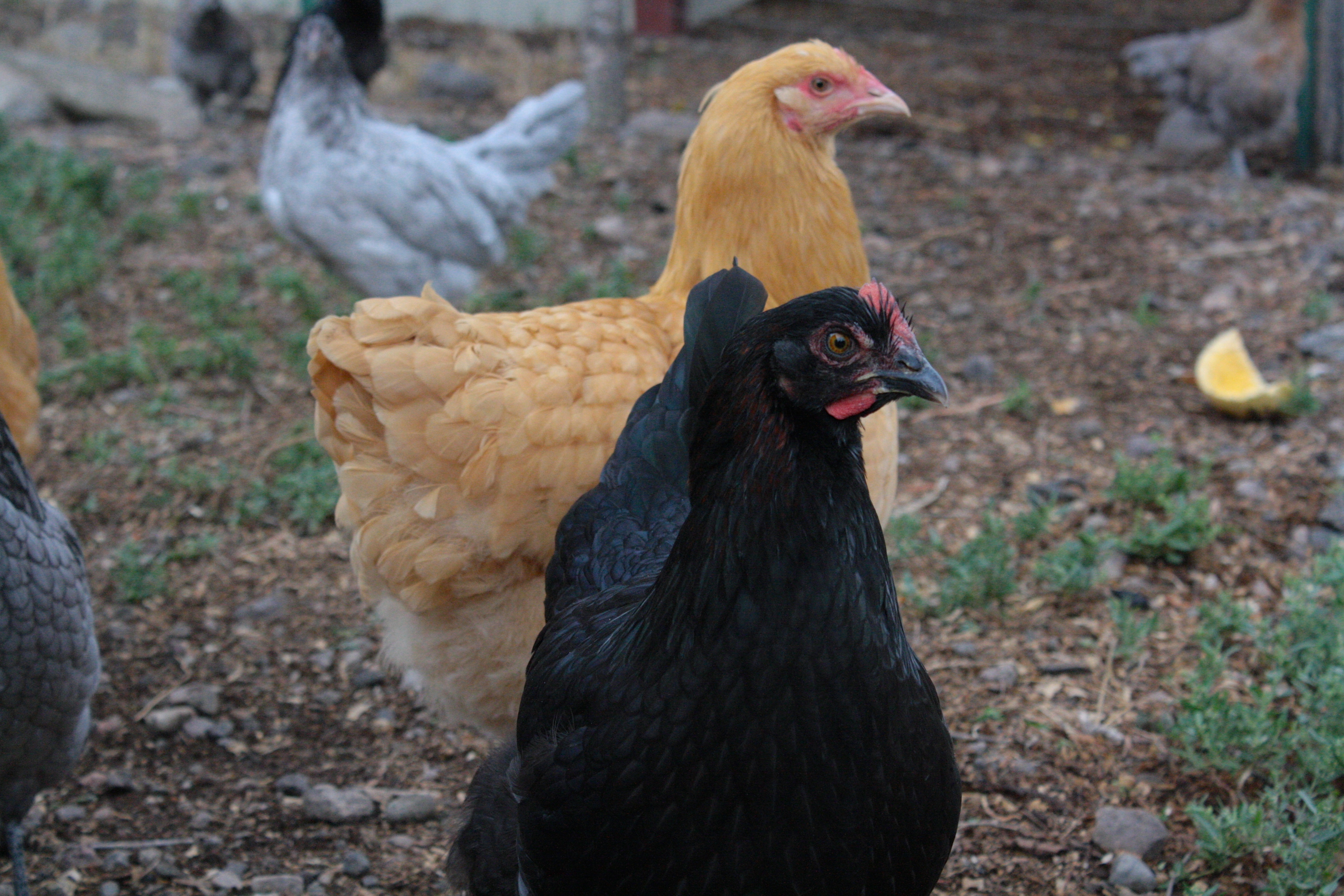 One of my BCMs "Barbara" and a buff "Latifa" waiting for snacks. They have filled out since and started laying.