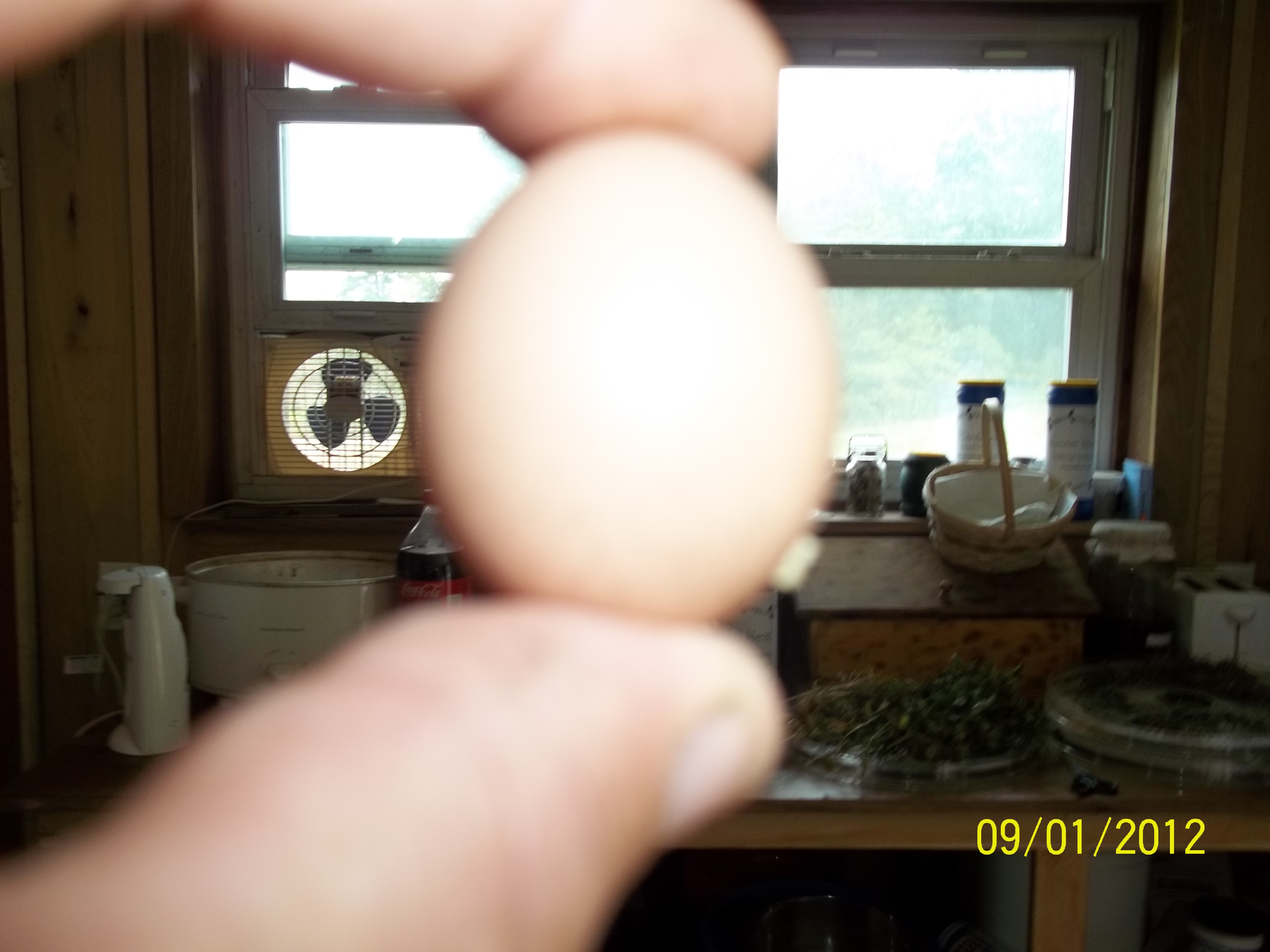 one of my big laying hens