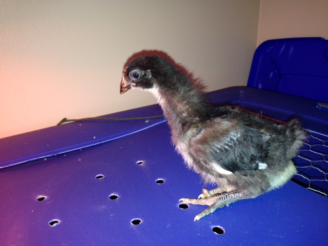 One of my Black Giant chicks, 4-5 weeks old. She's not standing up all the way...she doesn't like the flash on my camera