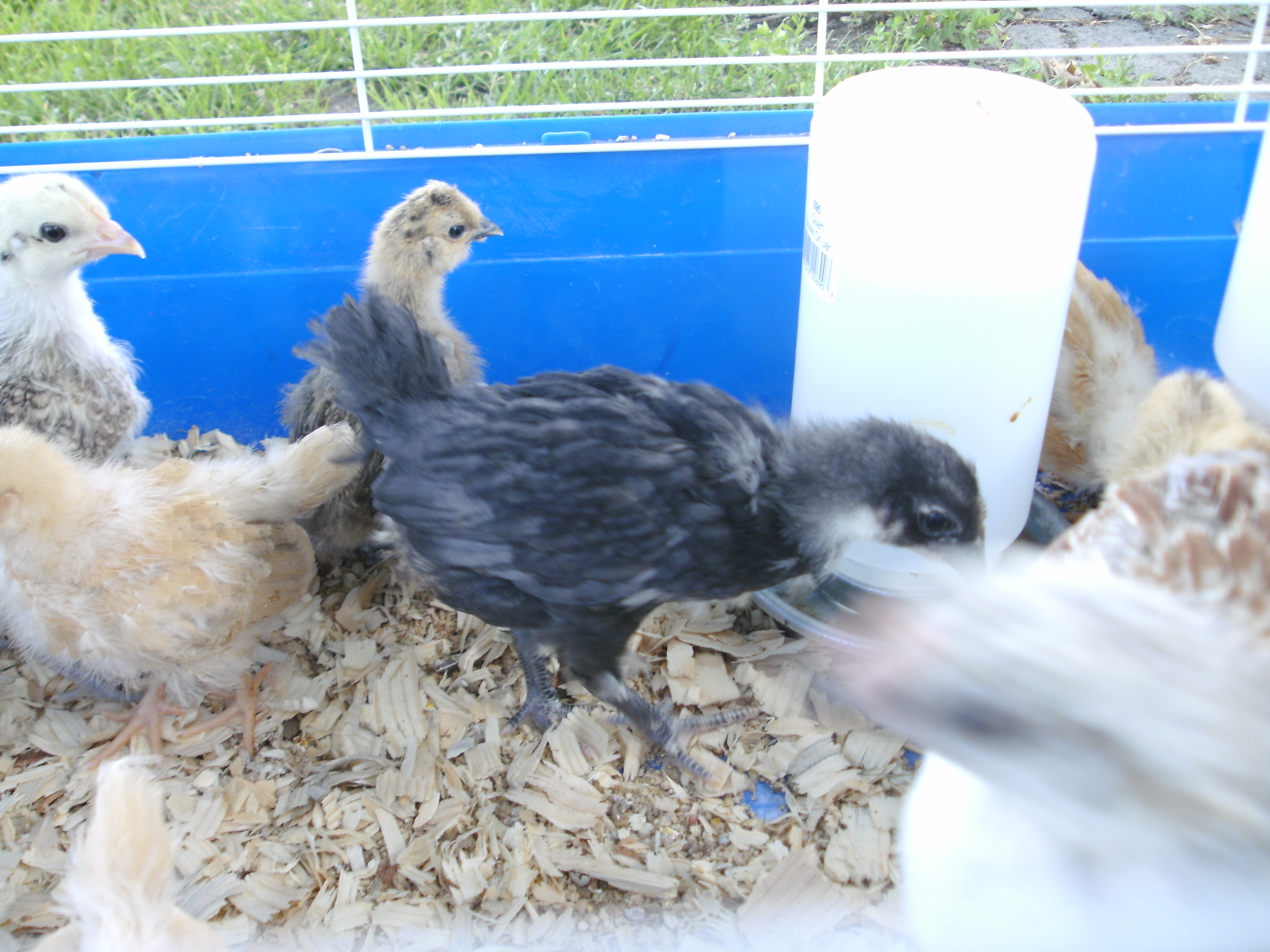one of my black marans