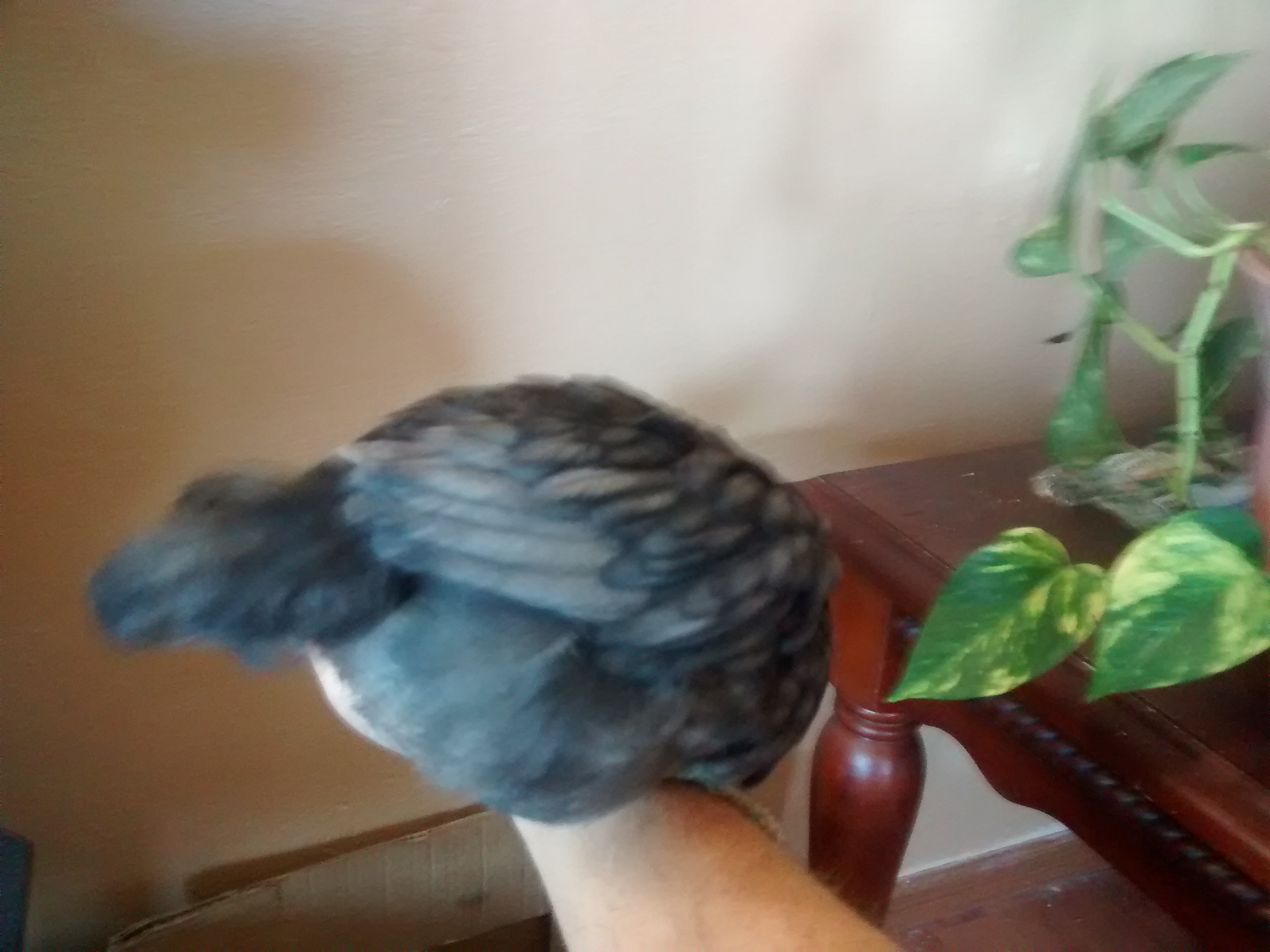 One of my Blue Wyandotte x Rhode Island Red Chicks that has more blue and lacing than the rest. Hatched a day earlier than the rest.
