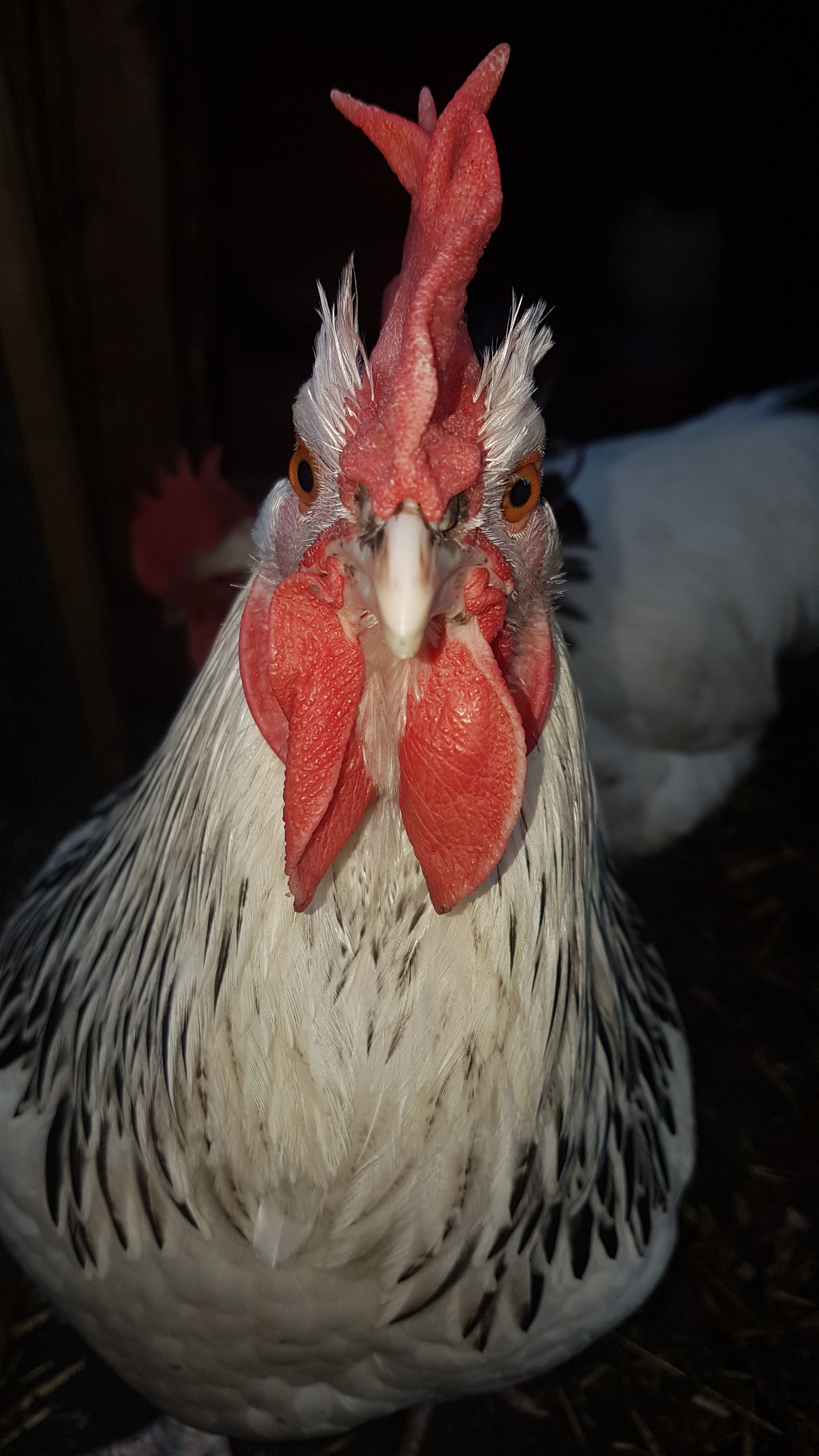 One of my boys