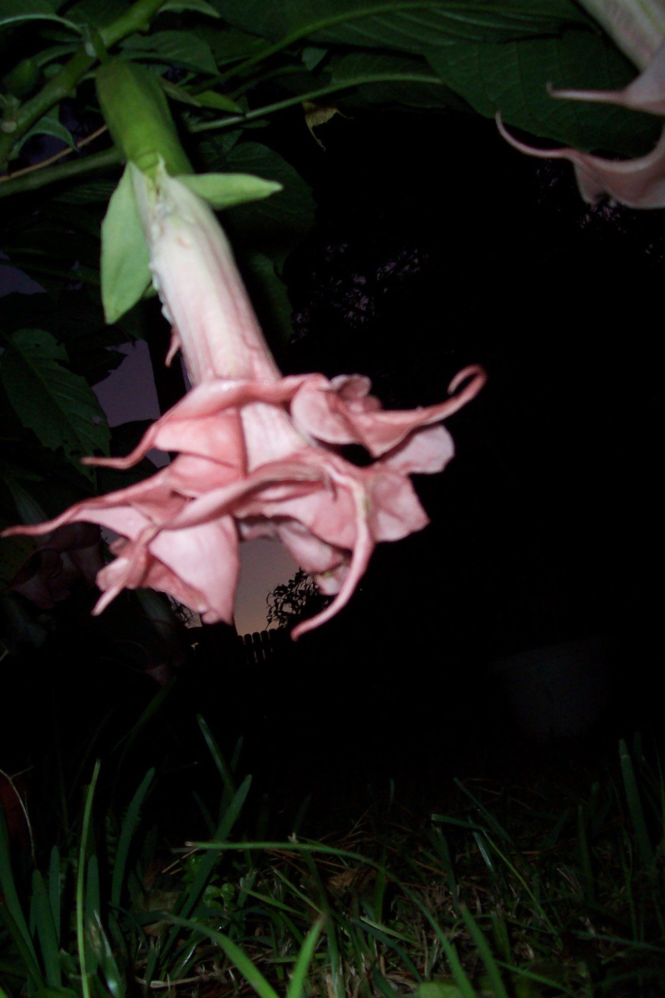 One of my brugmansia hybrids (one I created- not named yet)