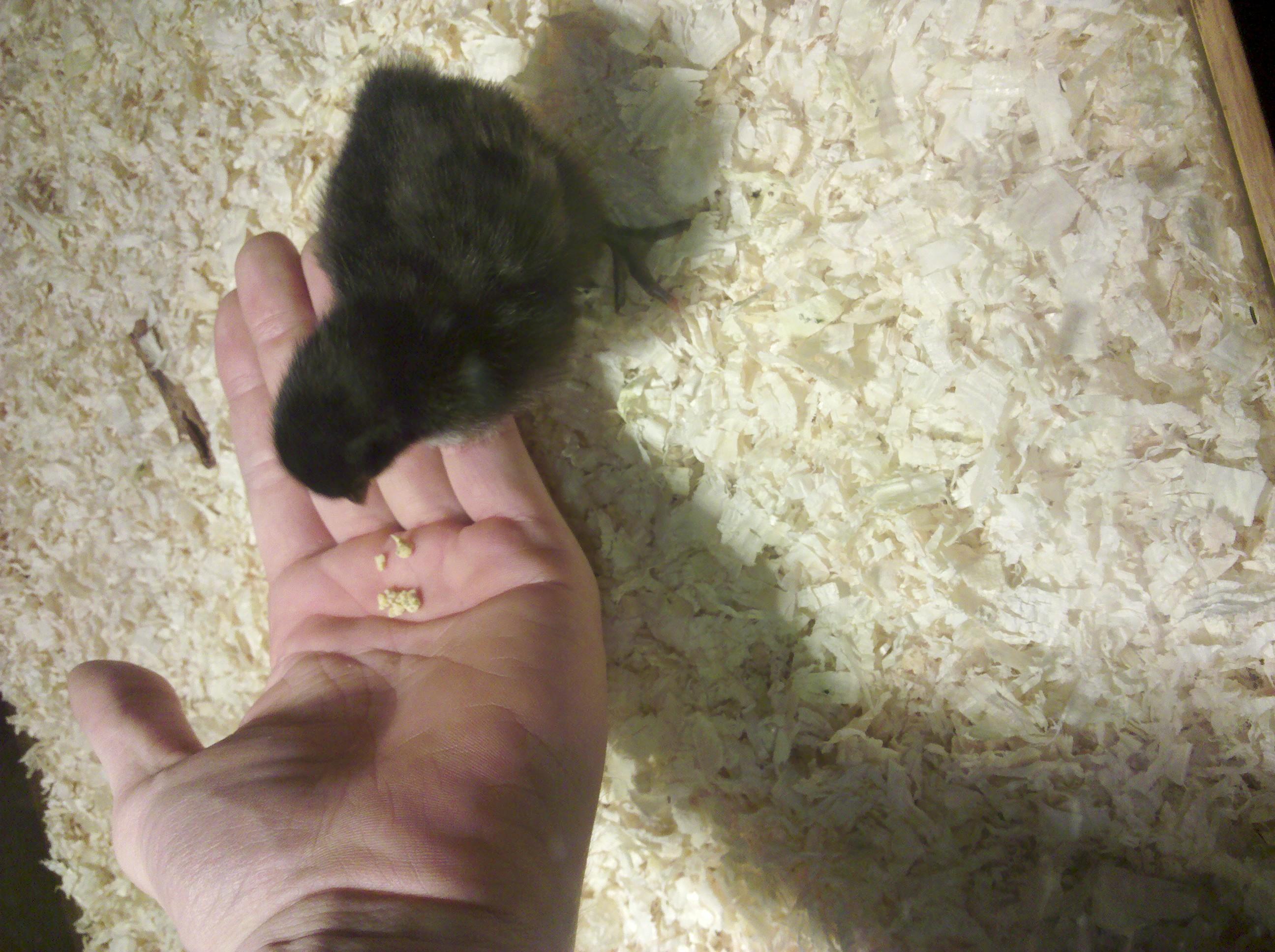 One of my BSLs eating from my hand. They are very skittish and really don't like to be handled even at such a young age (about a week old).