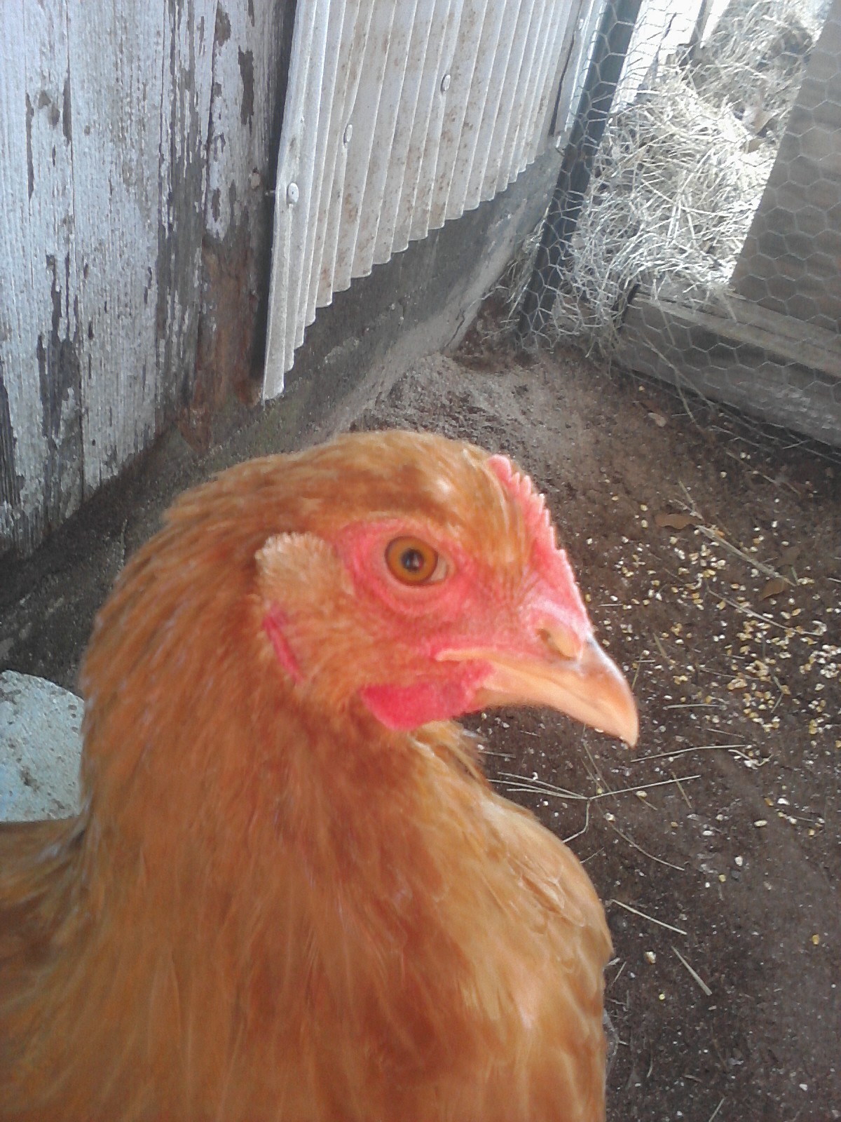 One of my buff hens.