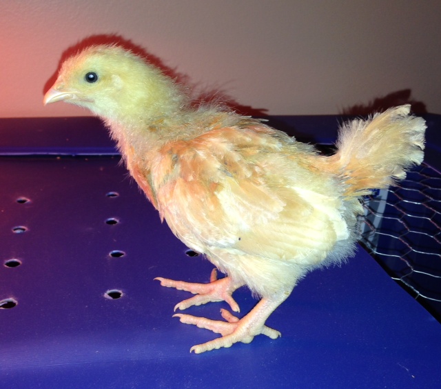 One of my Buff Orpington chicks, 4-5 weeks old