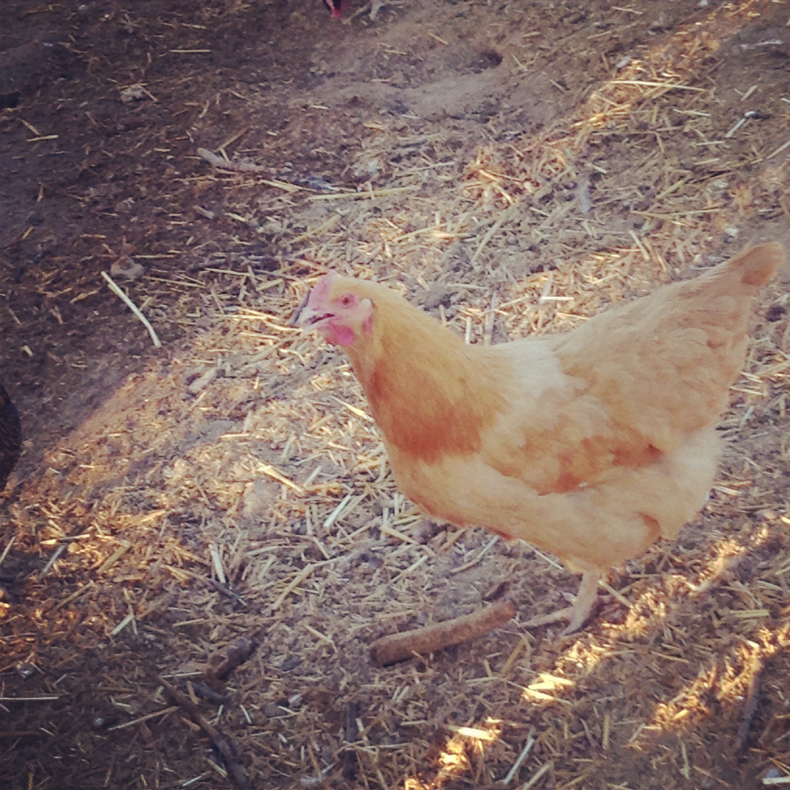 One of my Buff Orpington Layers.