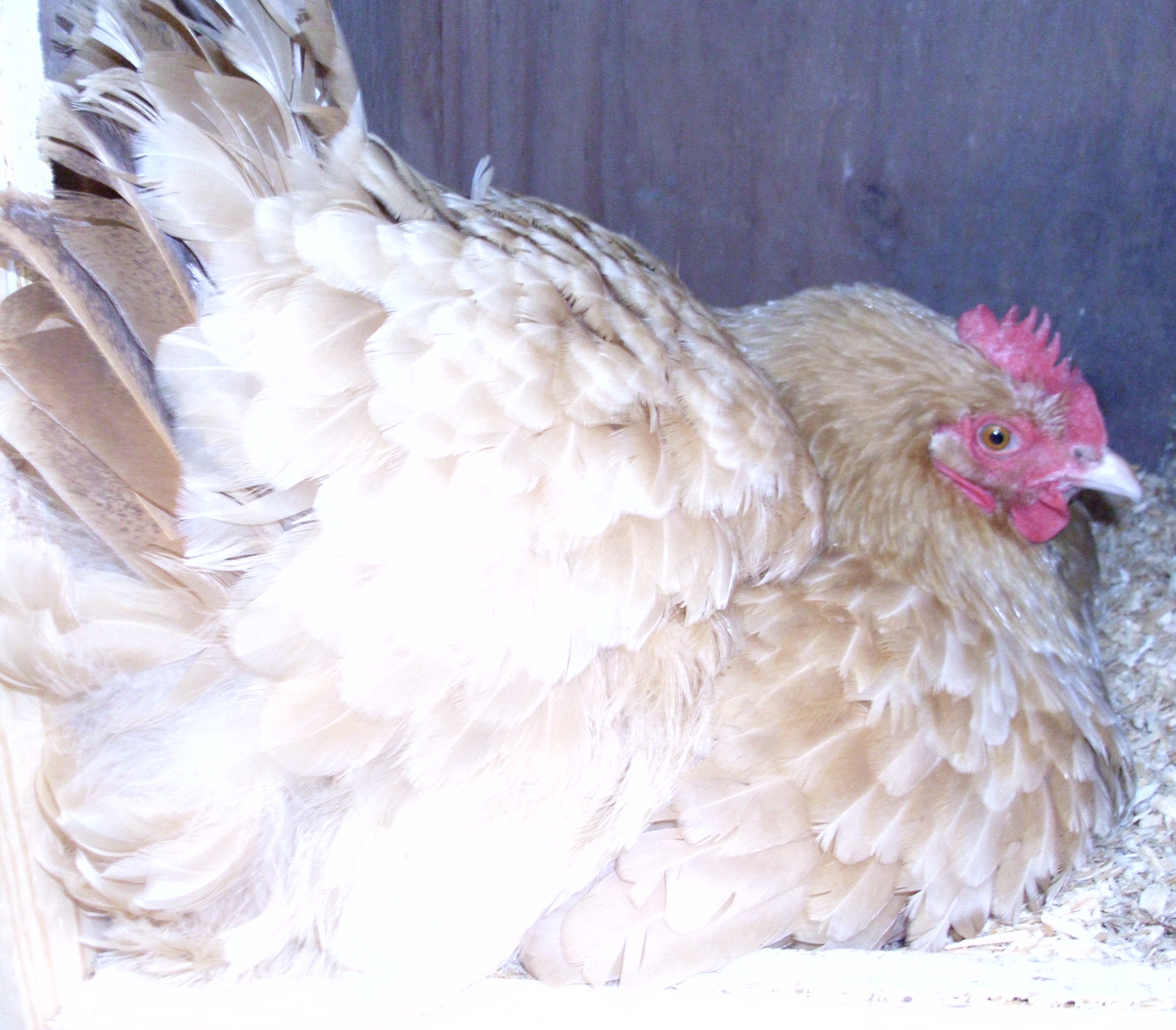 One of my buff orps has been very broody and I decided to put her in her own "brooding coop" and when my ameraucanas come in they will be slipped under her in the night.