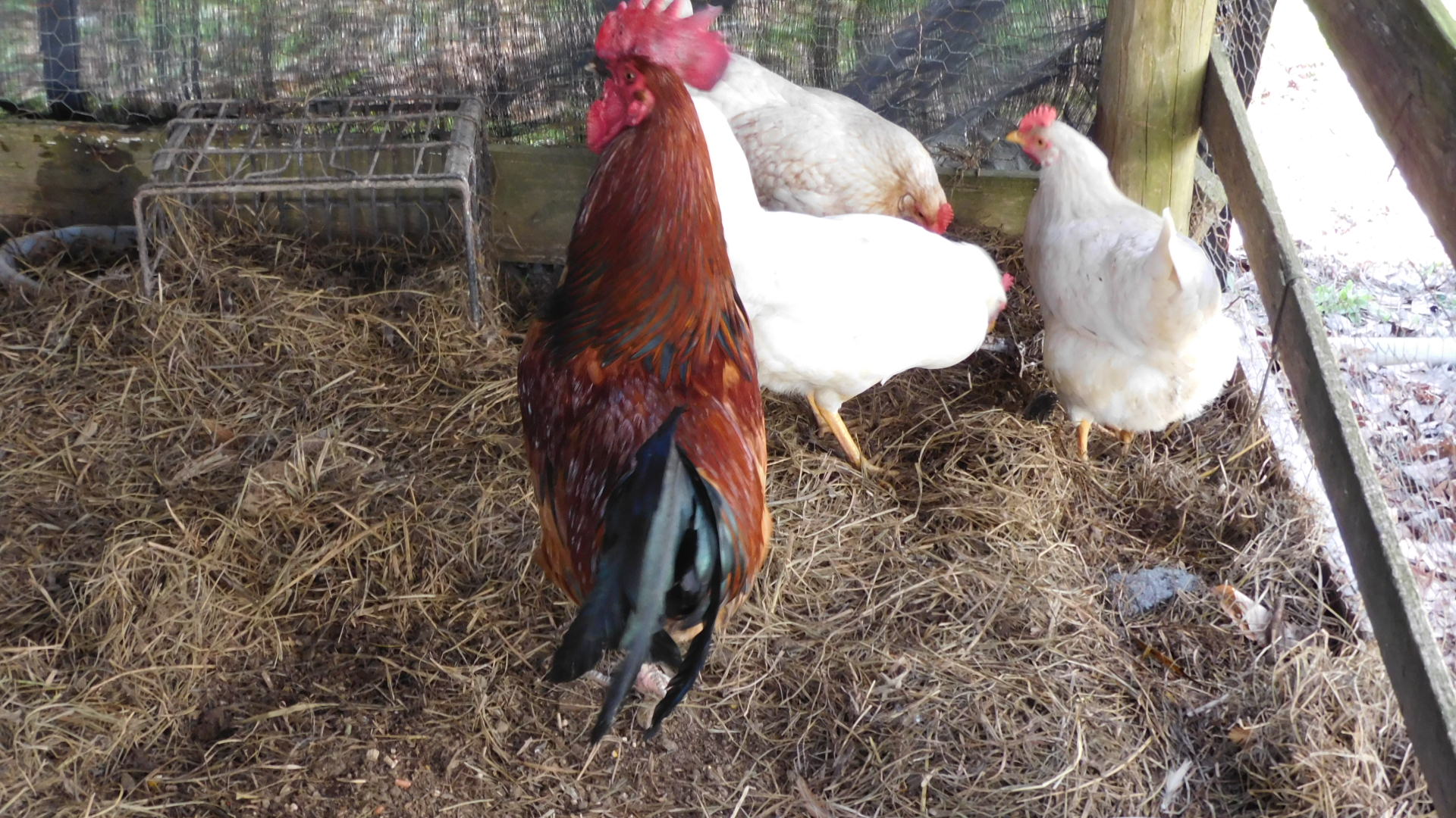 One of my chickens other than being white has some tan to! Breed anyone? TY