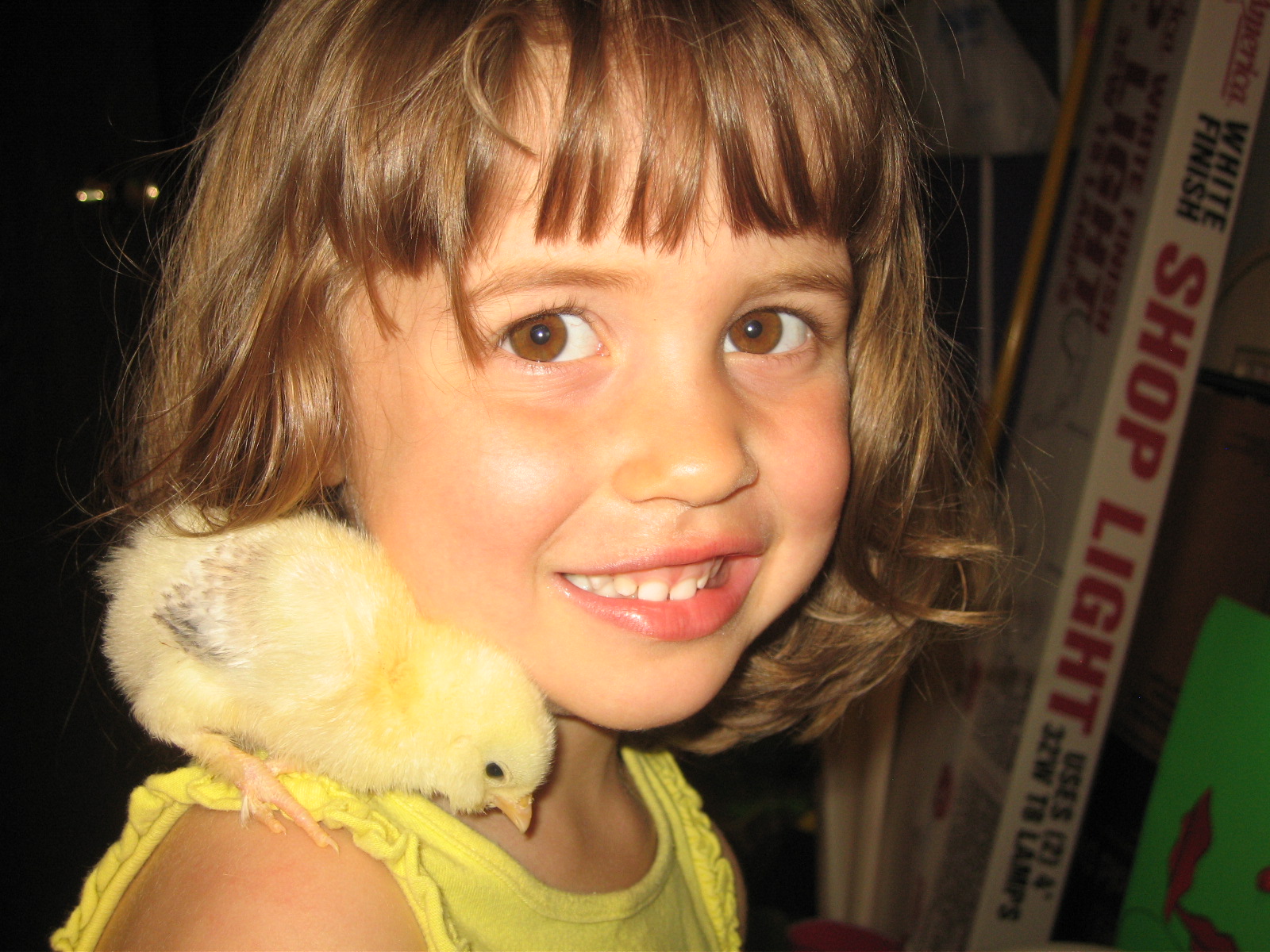 One of my chicks hanging out with my little chick.