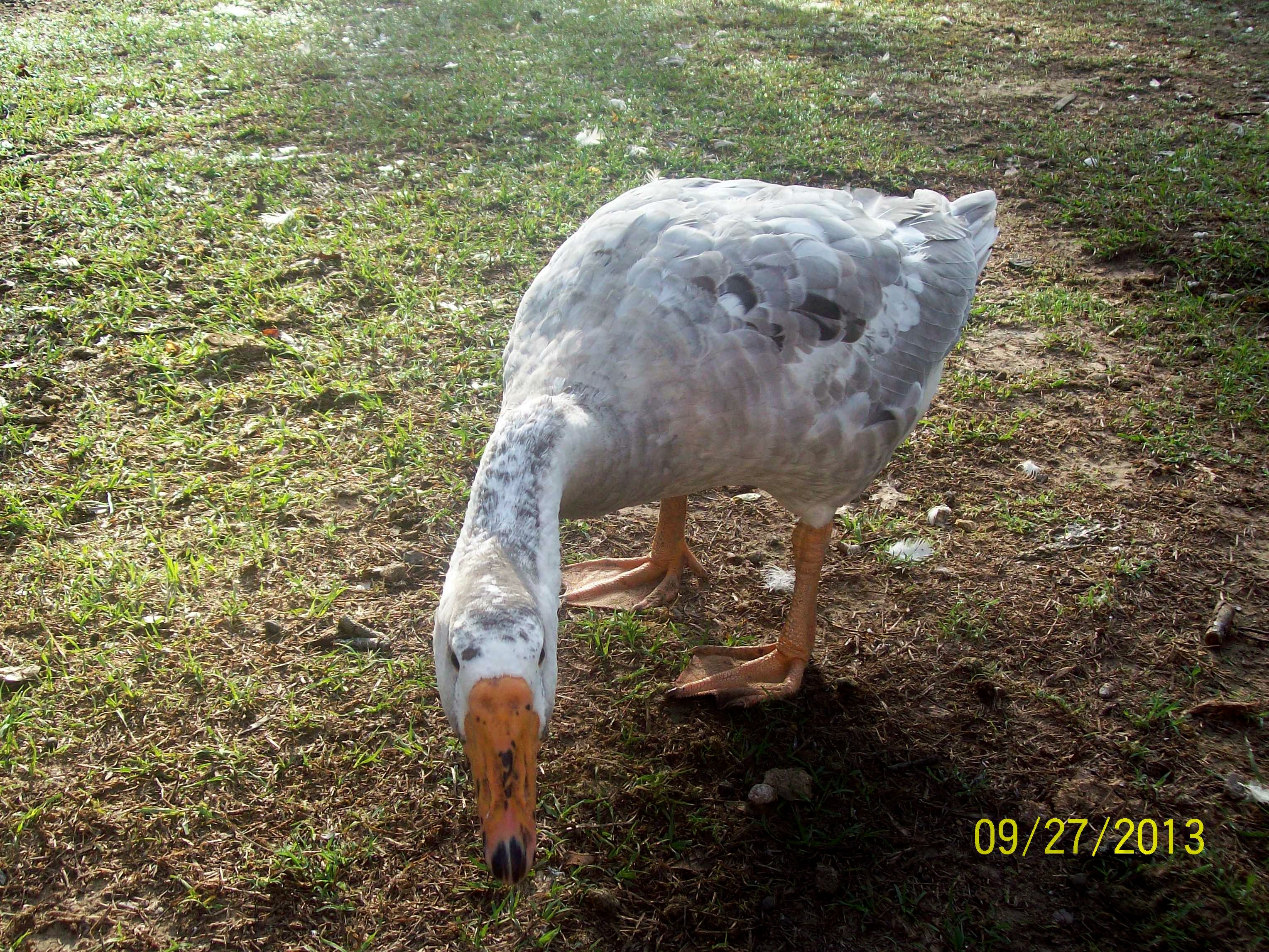 one of my chinese crosses, this is Jenny, 5mths