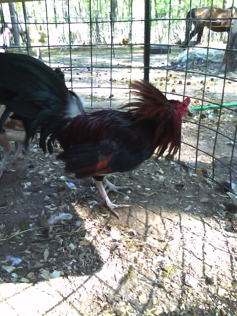 One of my claret roos challenging a garden hose.