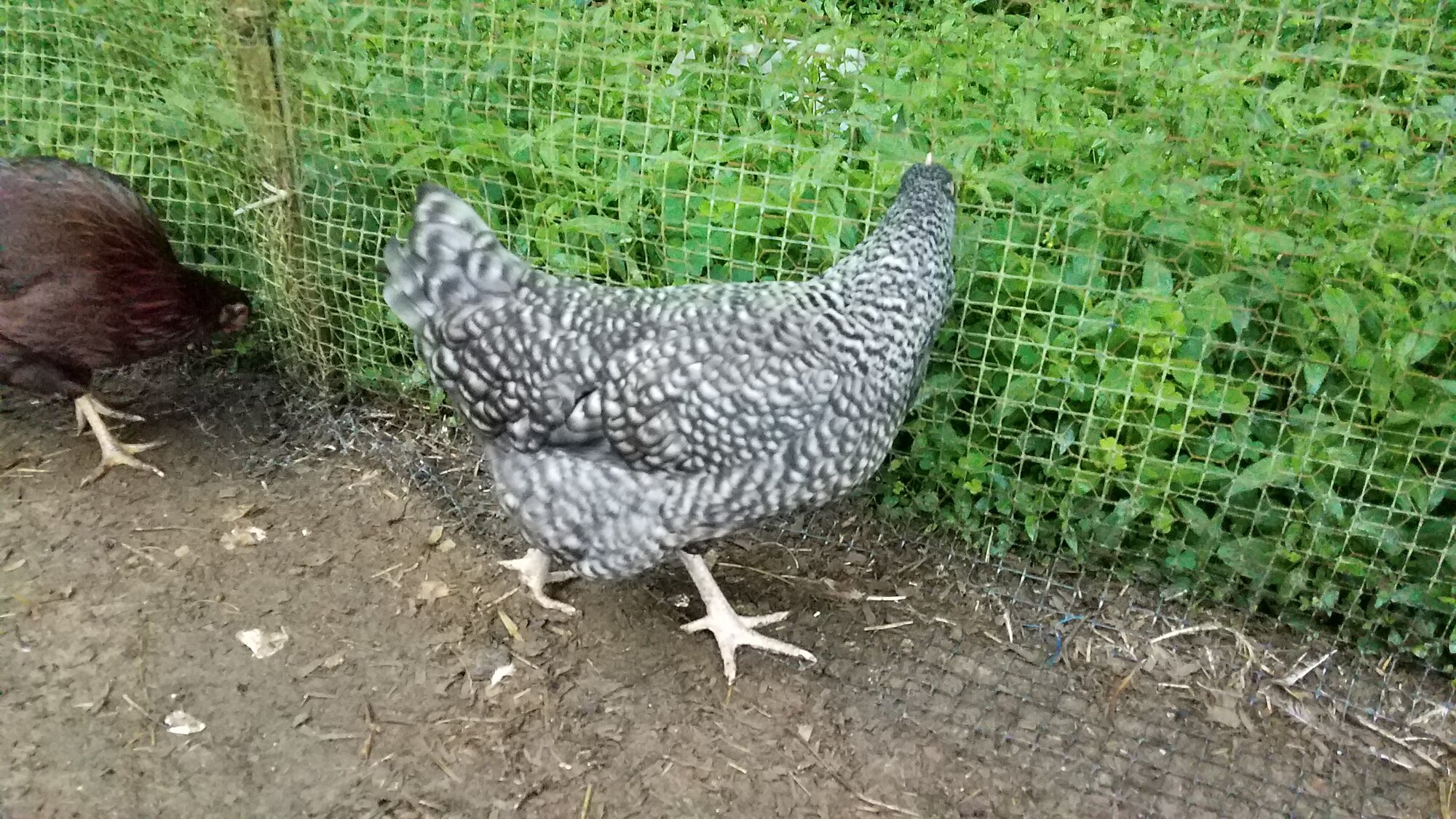 One of my Cuckoo Marans hens