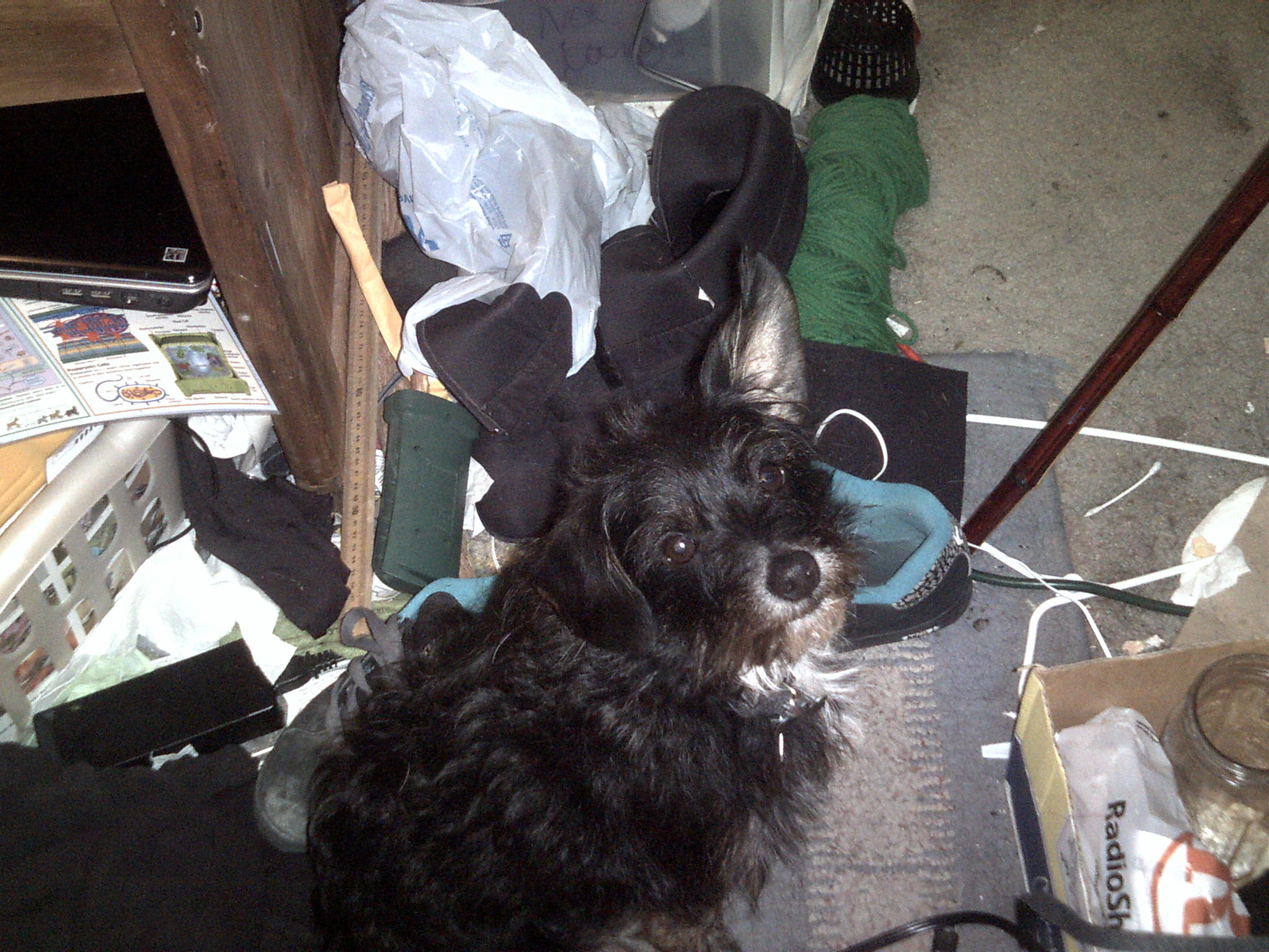 one of my dogs pepe looking oh so innocent after opening my trash and spreading it around the room