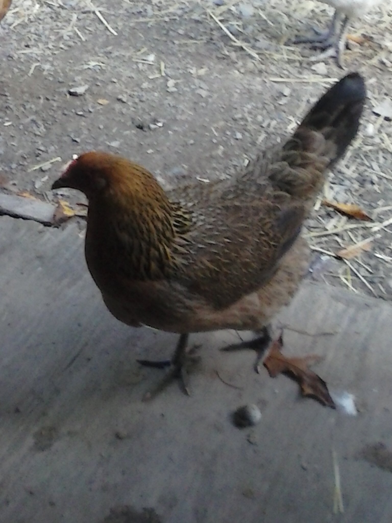 One of my Easter egger