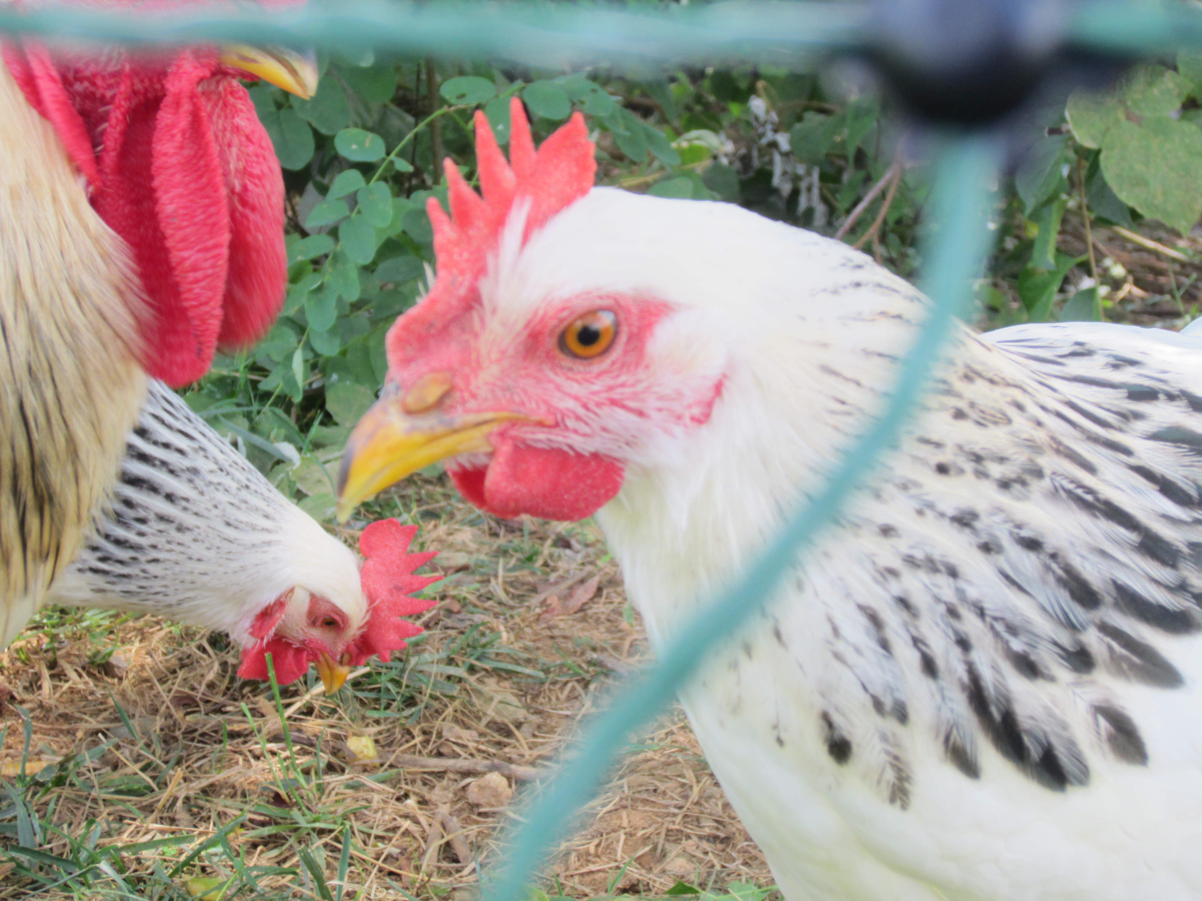 One of my favorite hens, Sophia, a Columbian Rock. She is so sweet, she will jump up on my lap and sleep there, and she gets mad if i put her down. She loves attention.