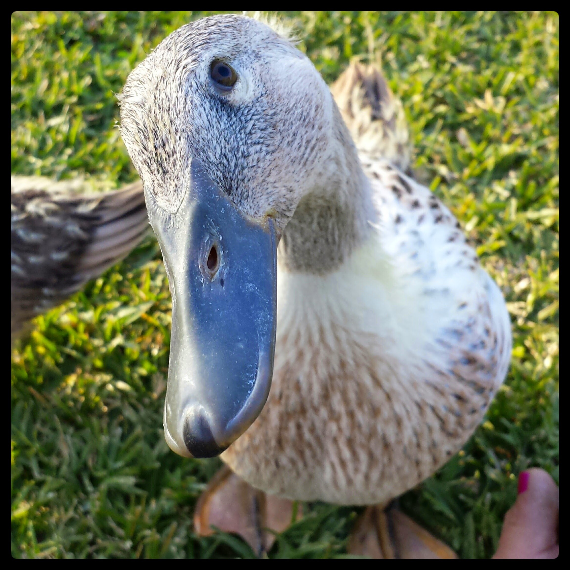 one of my favorite photos of my ever curious Olive