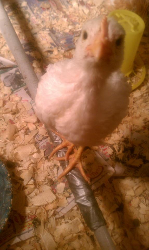One of my first chickens *love*