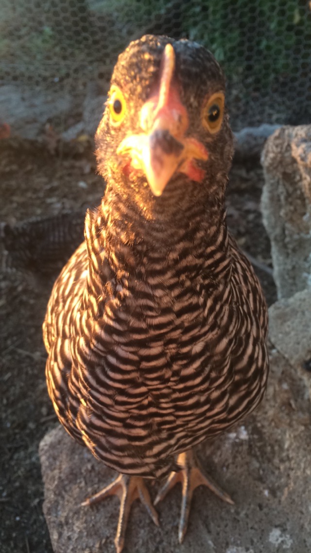 One of my girls, Duckie