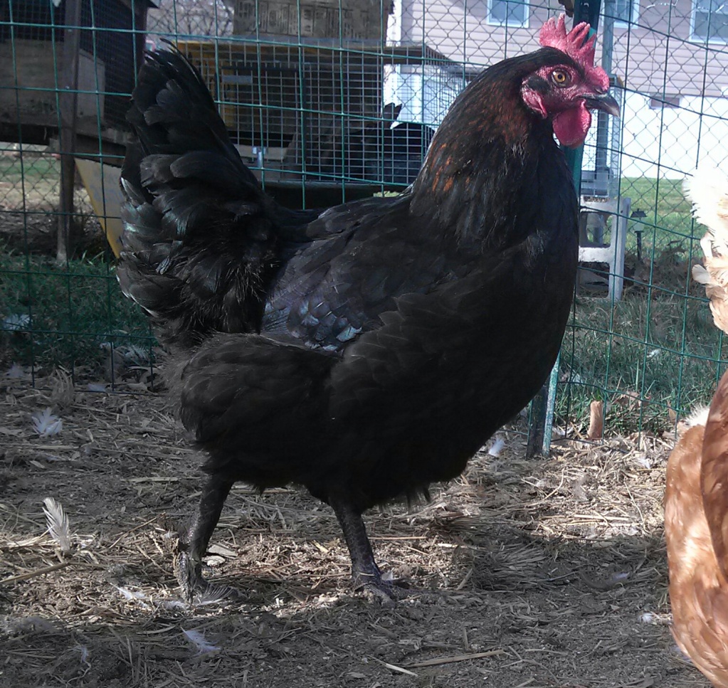 one of my hard working Black Copper hens
hows that for breed standard!!!! 
she could be a  champion
