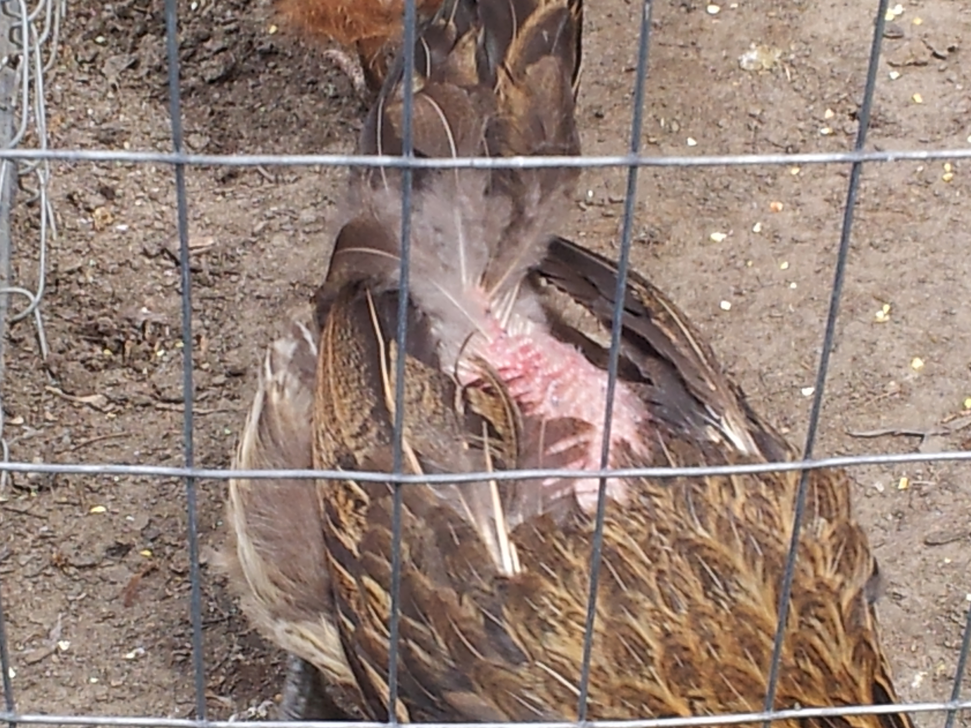 one of my hennies that the roosters tap to much..poor gurl looks rough
