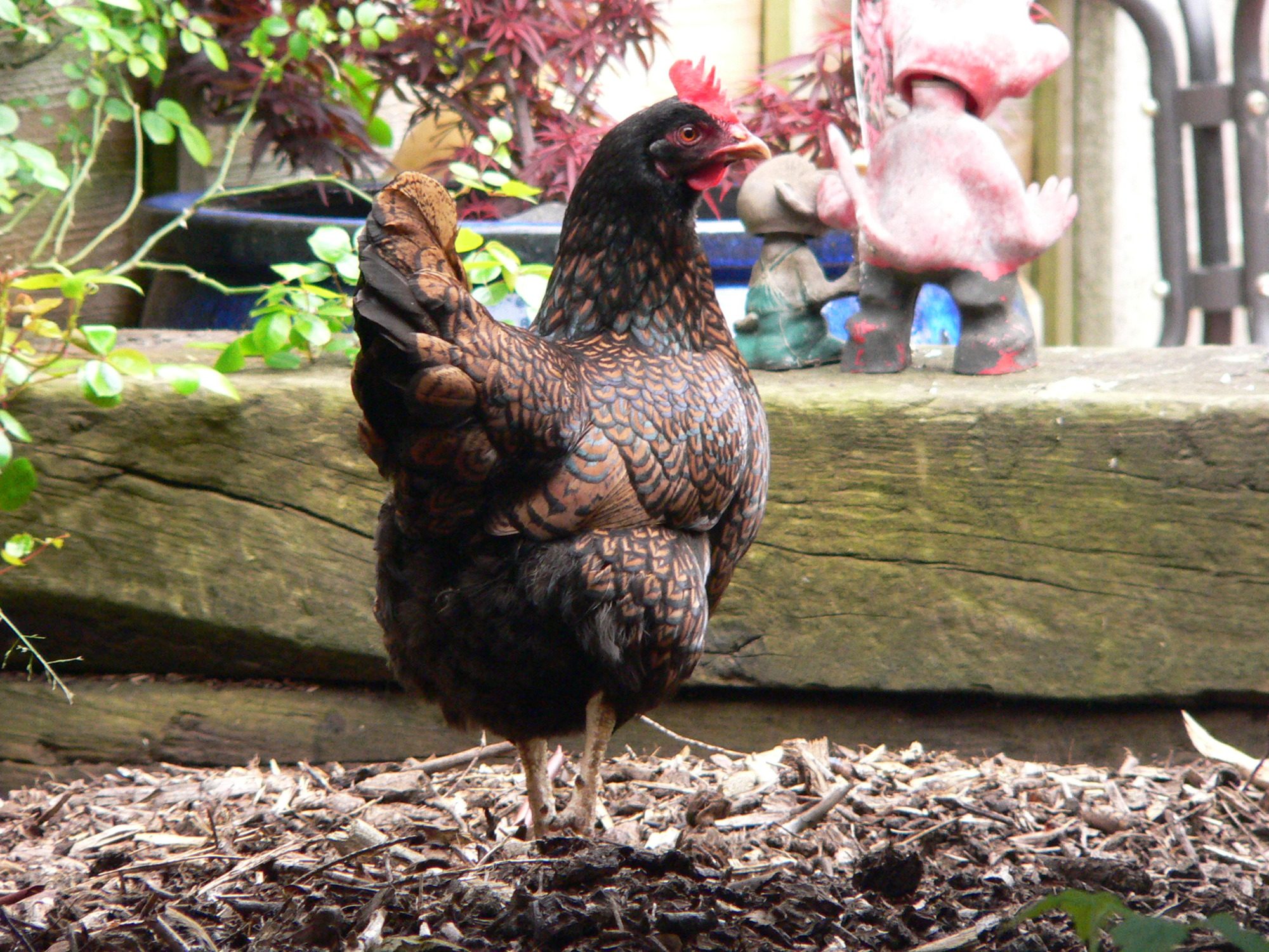 one of my hens