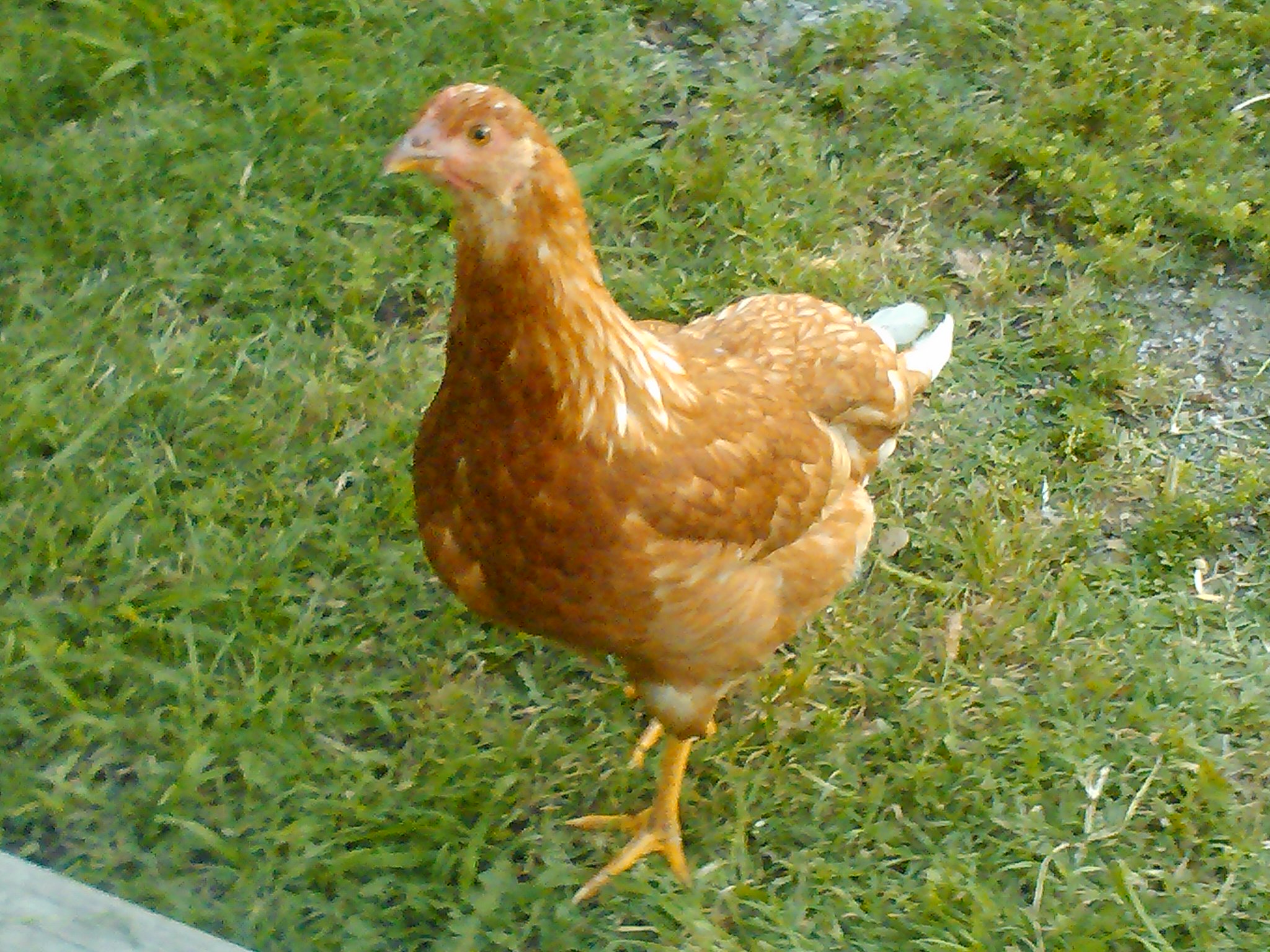 One of my hens
