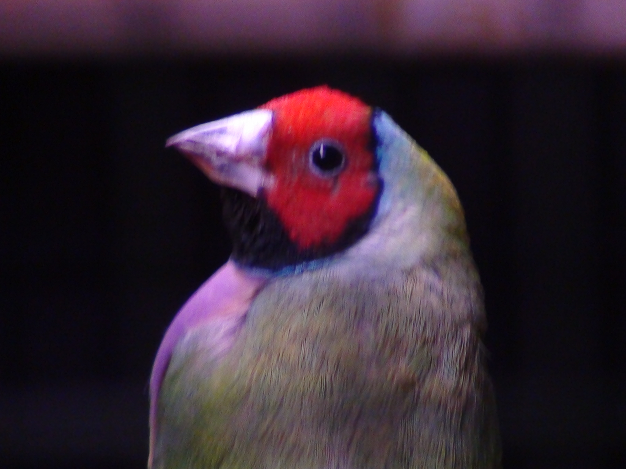One of my indoor birds a Lady Gouldian Male his name is Kiwi