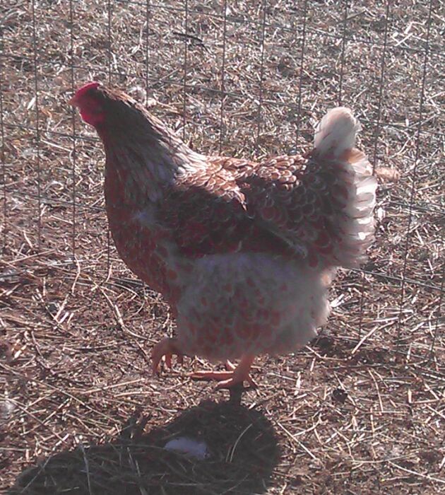 One of my lovley Wynadotte's