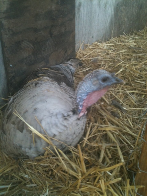 one of my Naragansett hens sitting on 12 eggs.  She shares the nest with the other 2 girls.