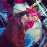 One of my New Hampshire red hens