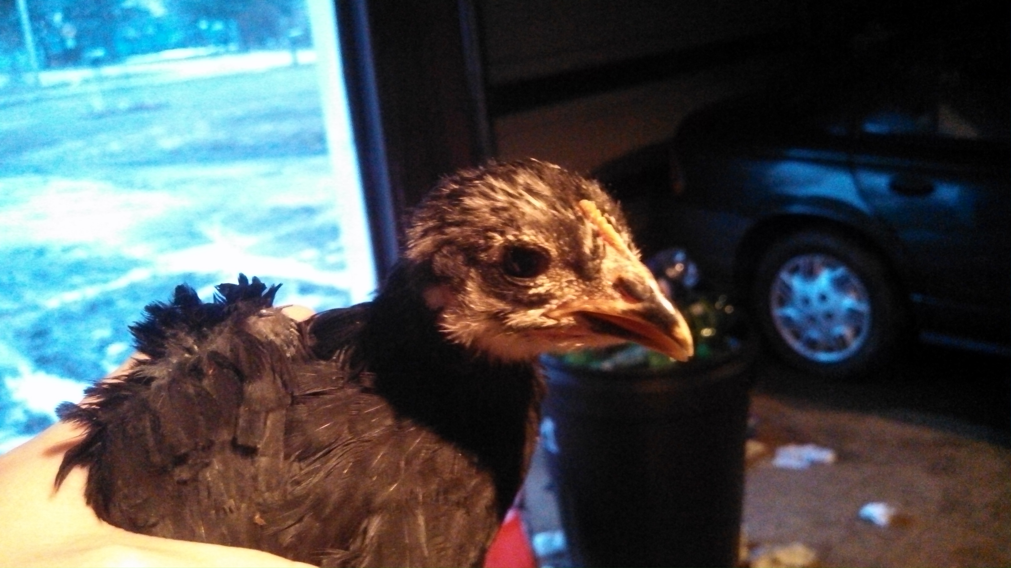 One of my new pullets