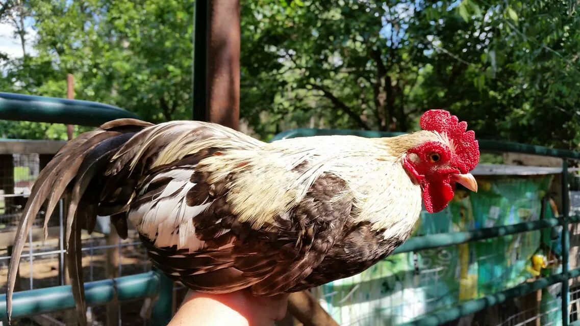 One of my Old English Game Roosters