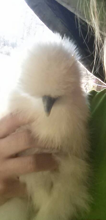 *
one of my older silkie chicks