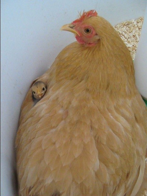 One of my oldest chicks, and Rapunzel.
