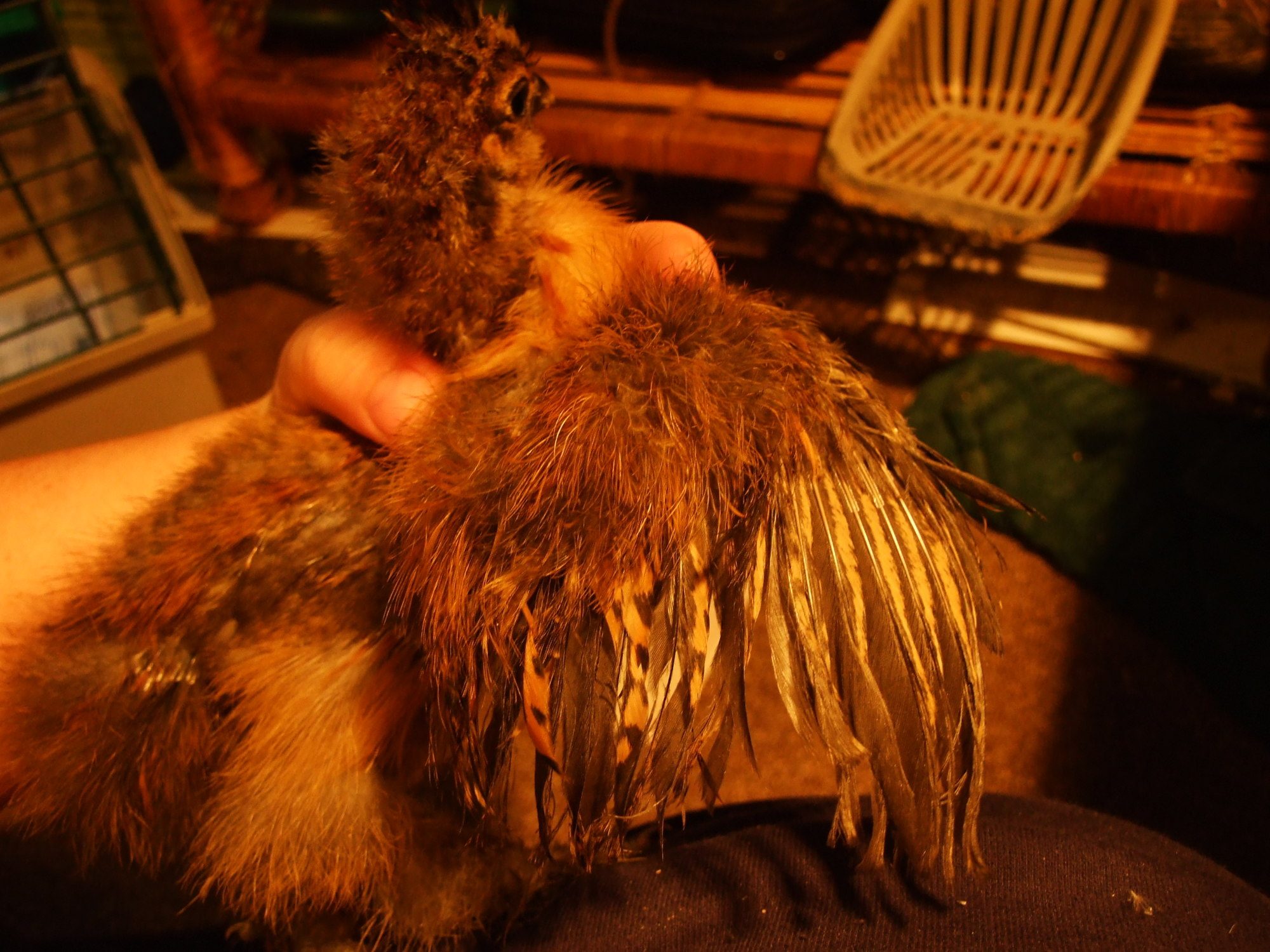 One of my partridge chicks, believe to be a roo