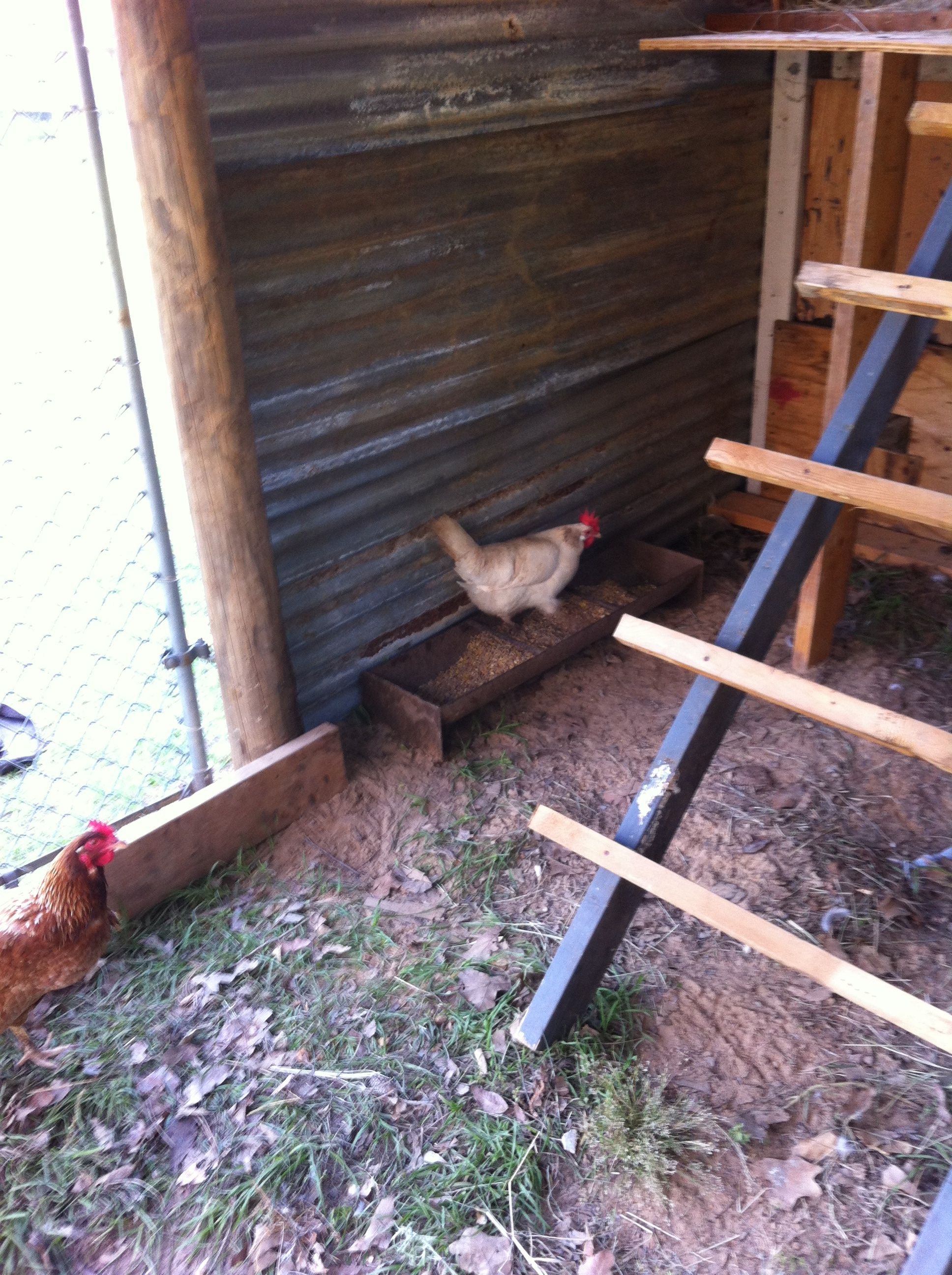 One of my Plymouth hens in the food