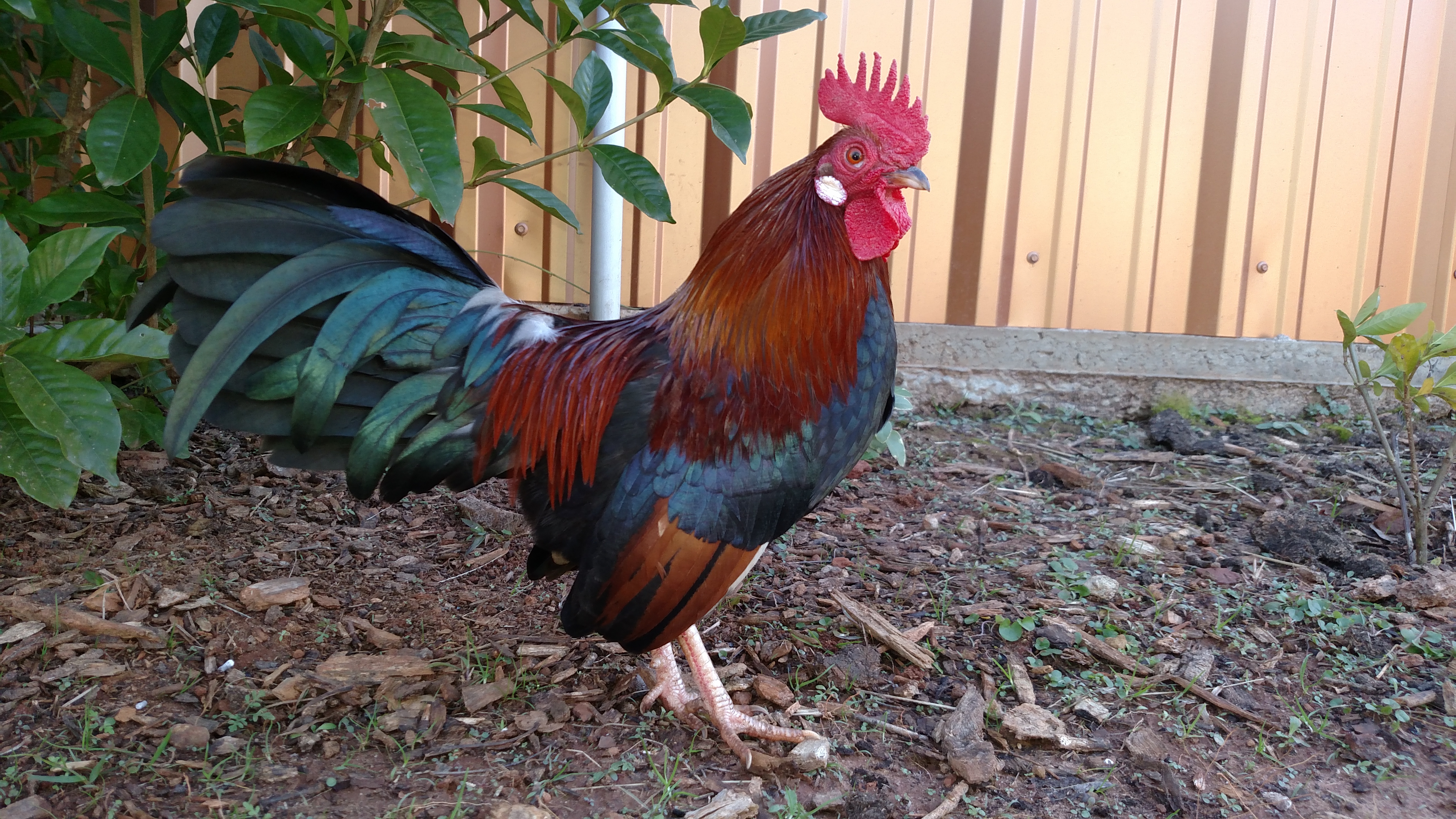 One of my roosters from main flock.  In to do list..... Locate photo of the week contest and start entering pics.