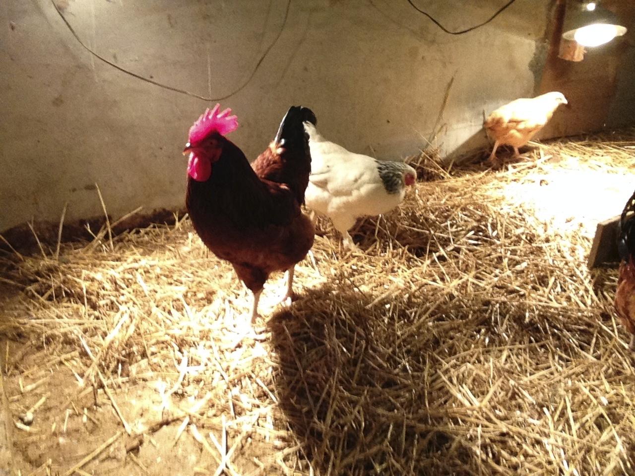 One of my roosters