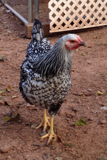One of my Silver Laced Wyandottes.  Such a pretty girl!