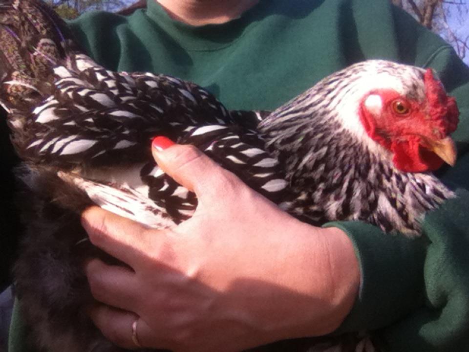 One of my Silver Laced Wyandotte's