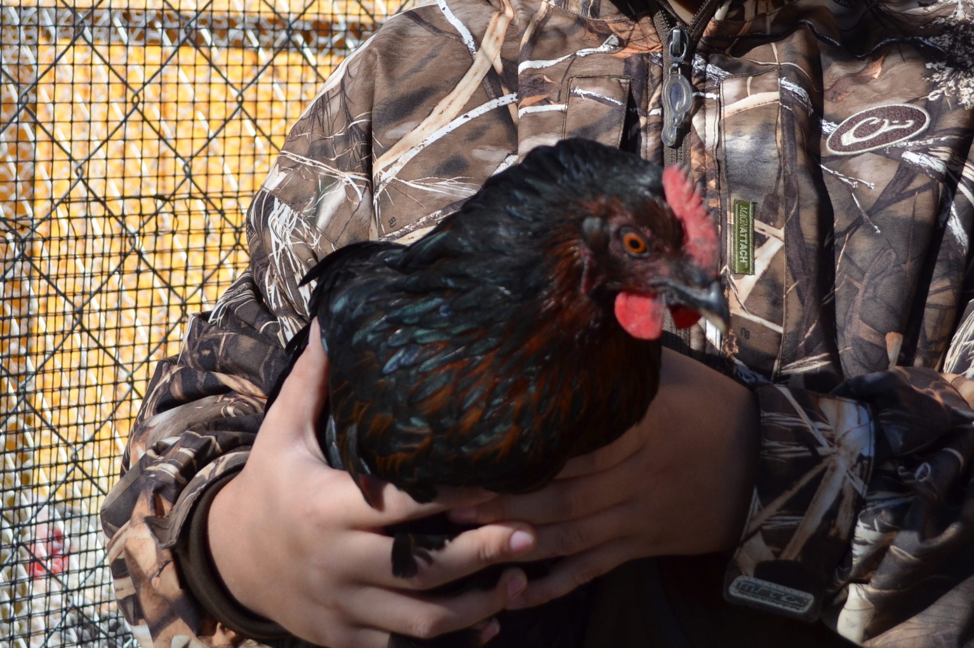 one of my sons 24 4-H chickens