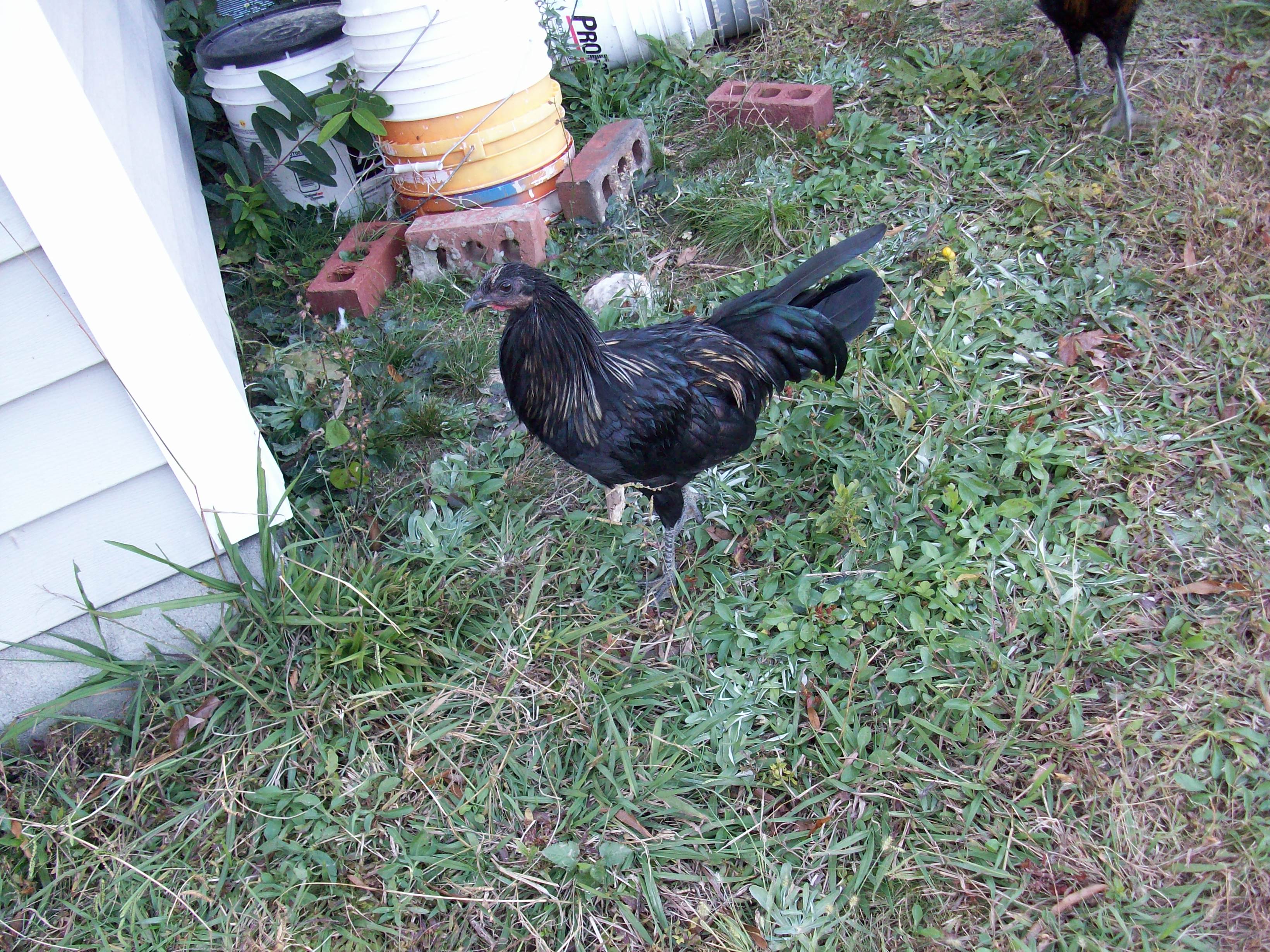 One of my sumatra cross boys free ranging
