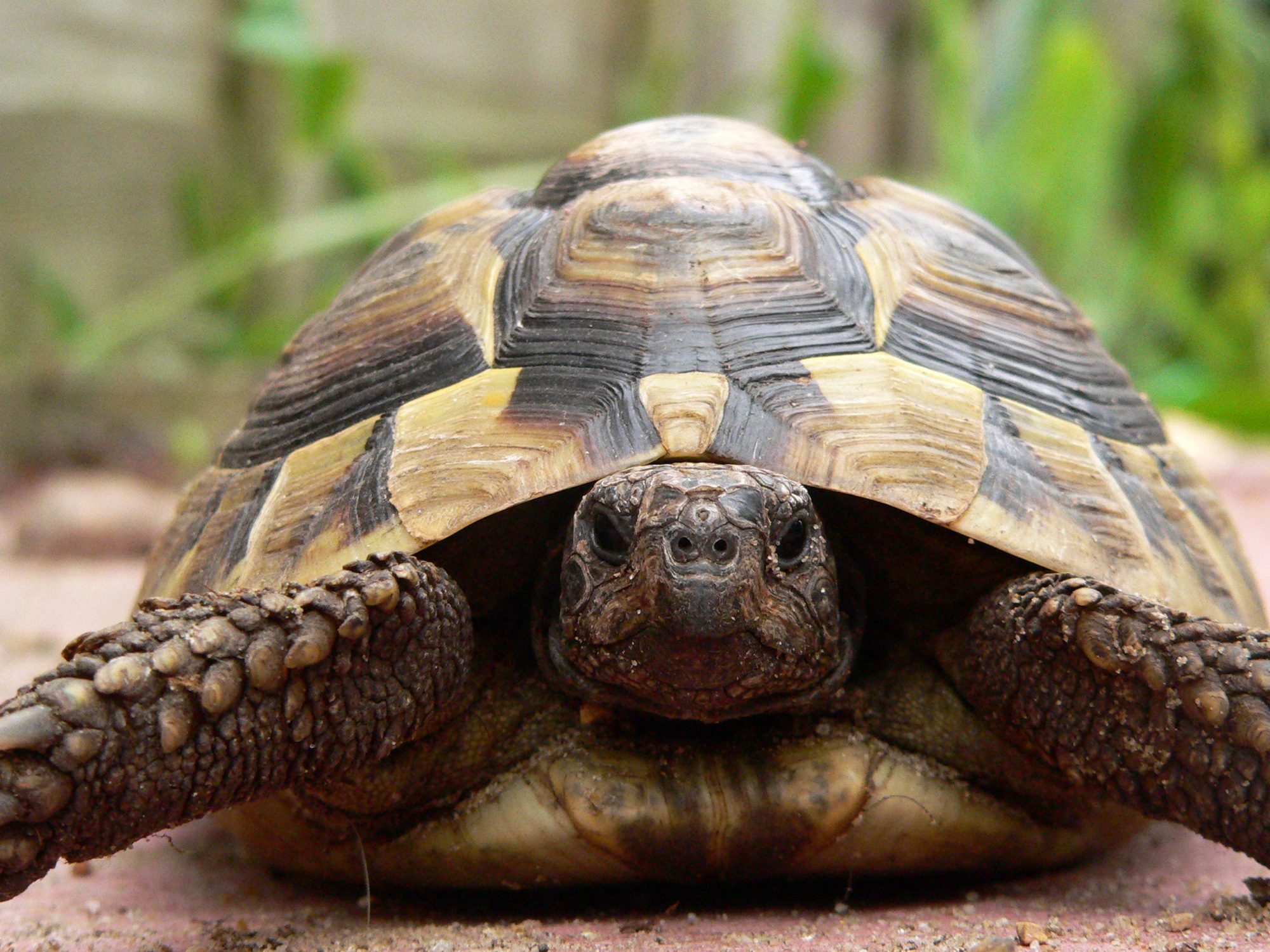 one of my tortoises