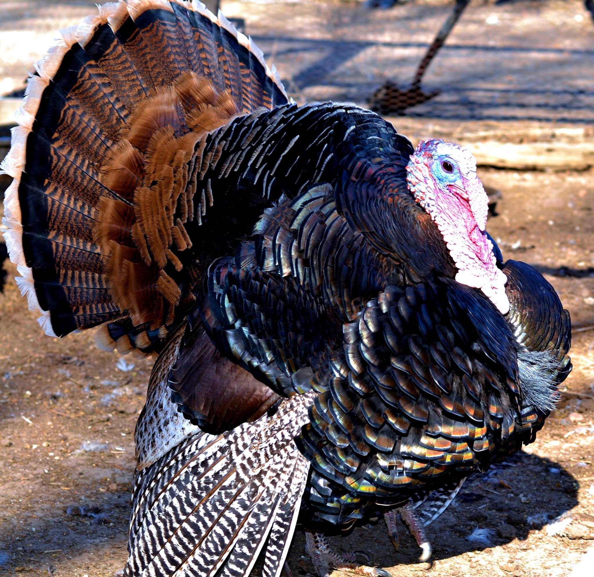 *One of my turkeys!