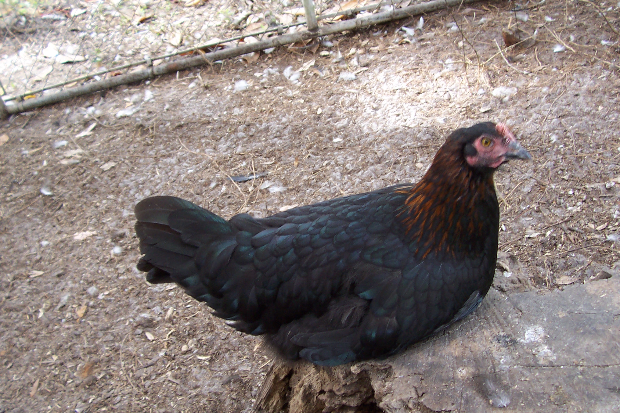 One of my very darkest layers, Cheepa, as a pullet.  Matriarch  of  our BCM dark egg project. She is a Wade x Presley line cross.