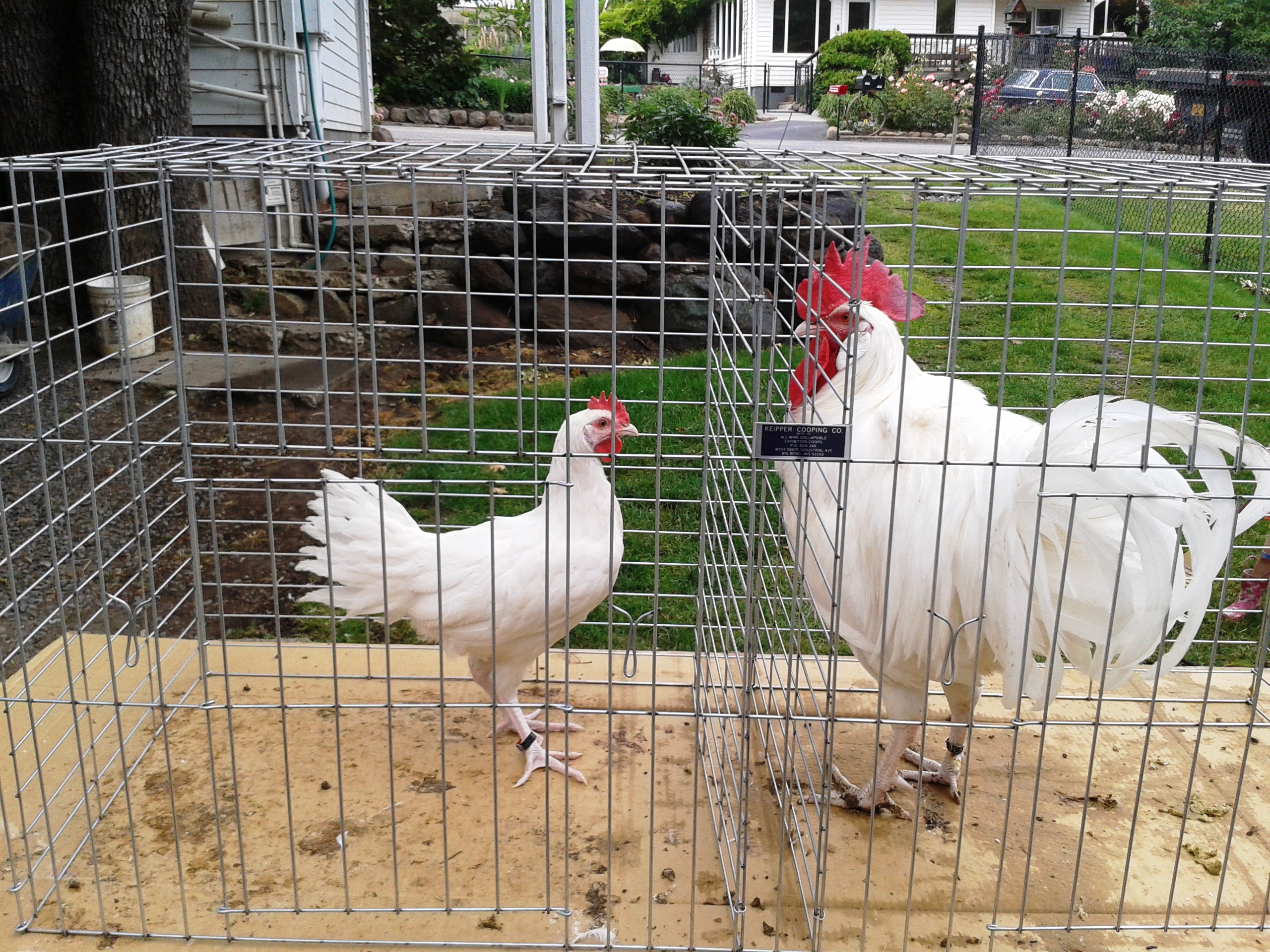 One of my White Minorca cocks and a 3 month old cockerel from the 2013 hatch. Mike Omeg