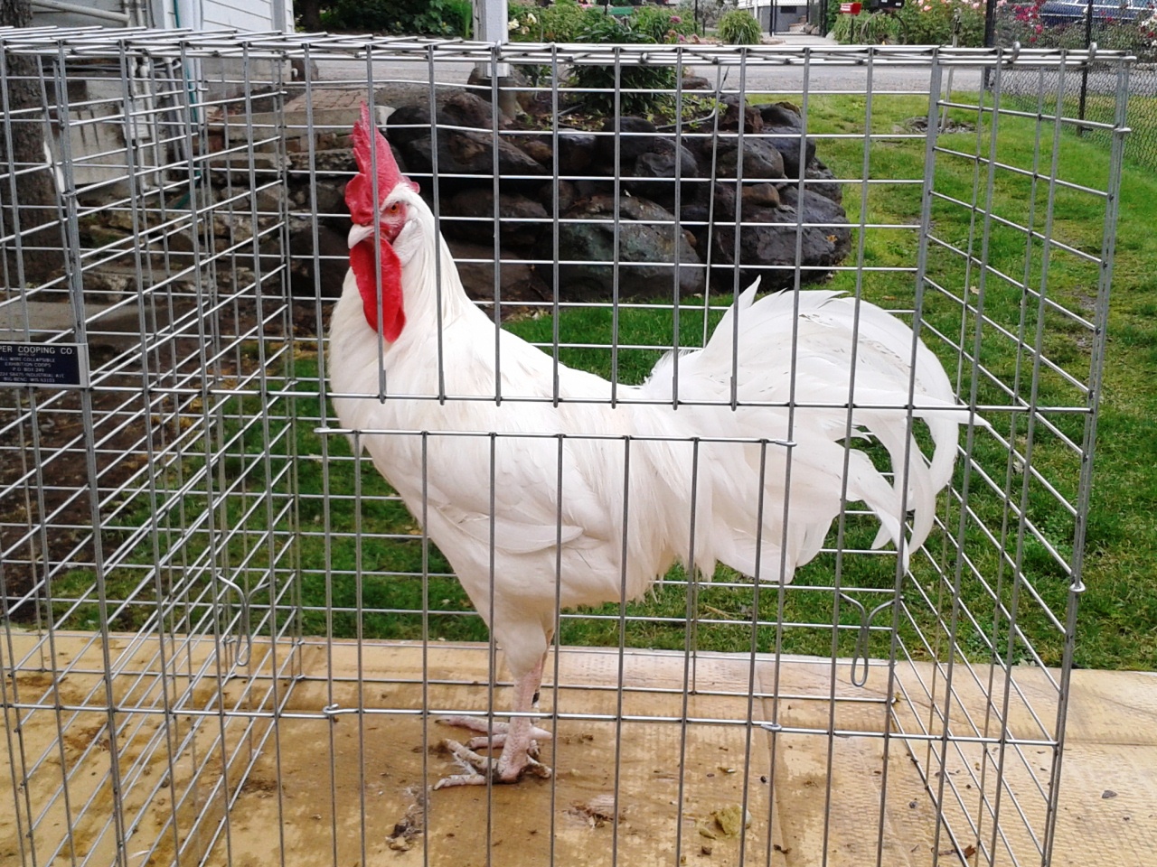 One of my White Minorca cocks. Mike Omeg