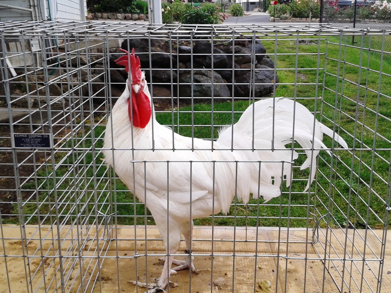One of my White Minorca cocks. Mike Omeg