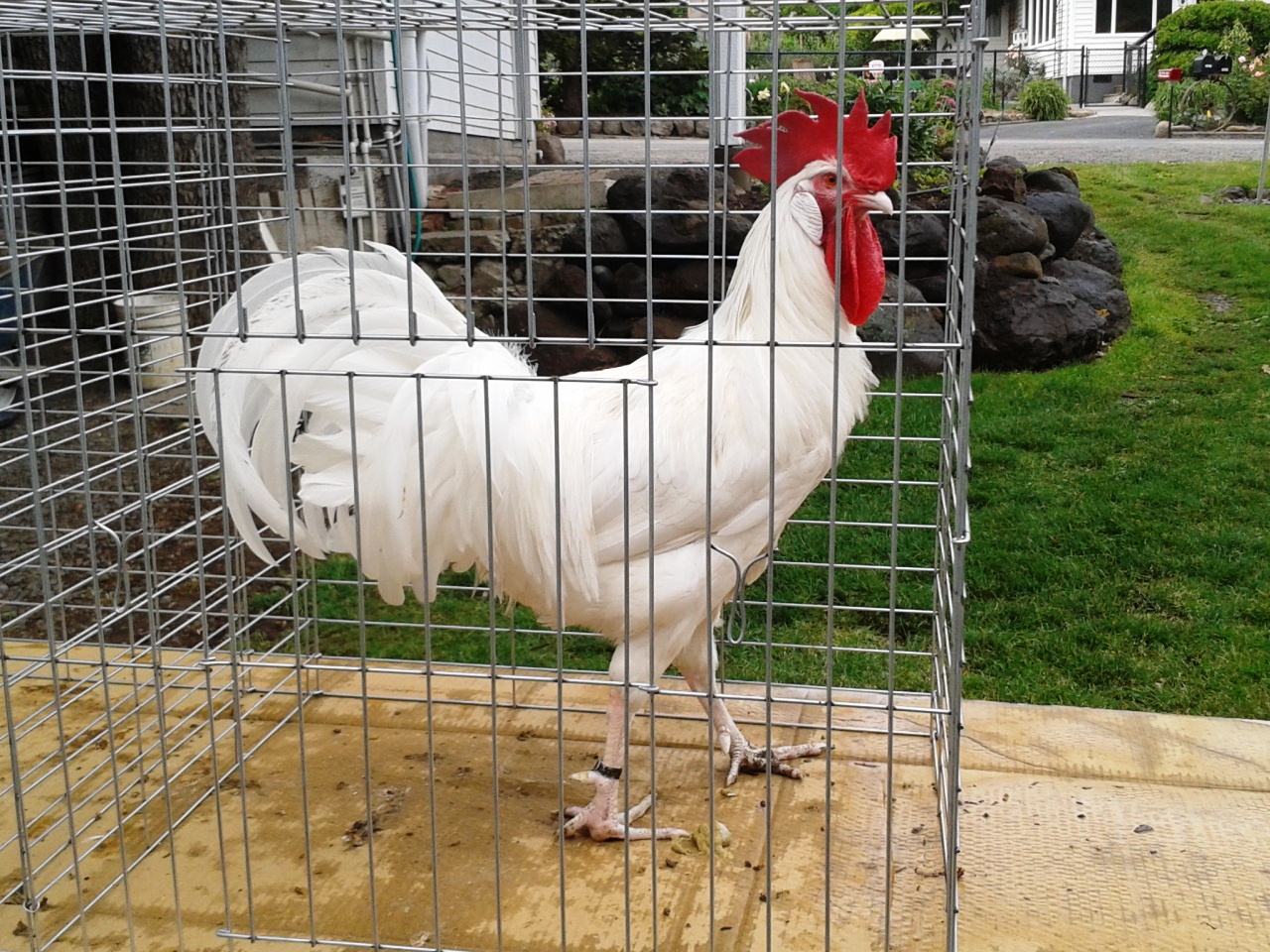 One of my White Minorca cocks. Mike Omeg